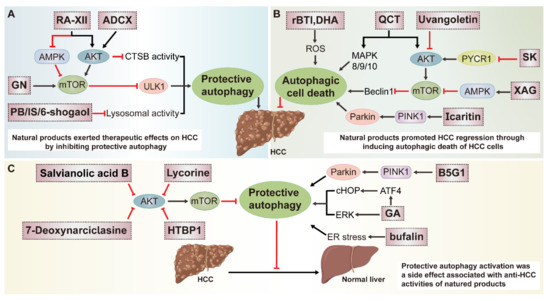 Natural-Product-Mediated Autophagy in the Treatment of Various Liver ...
