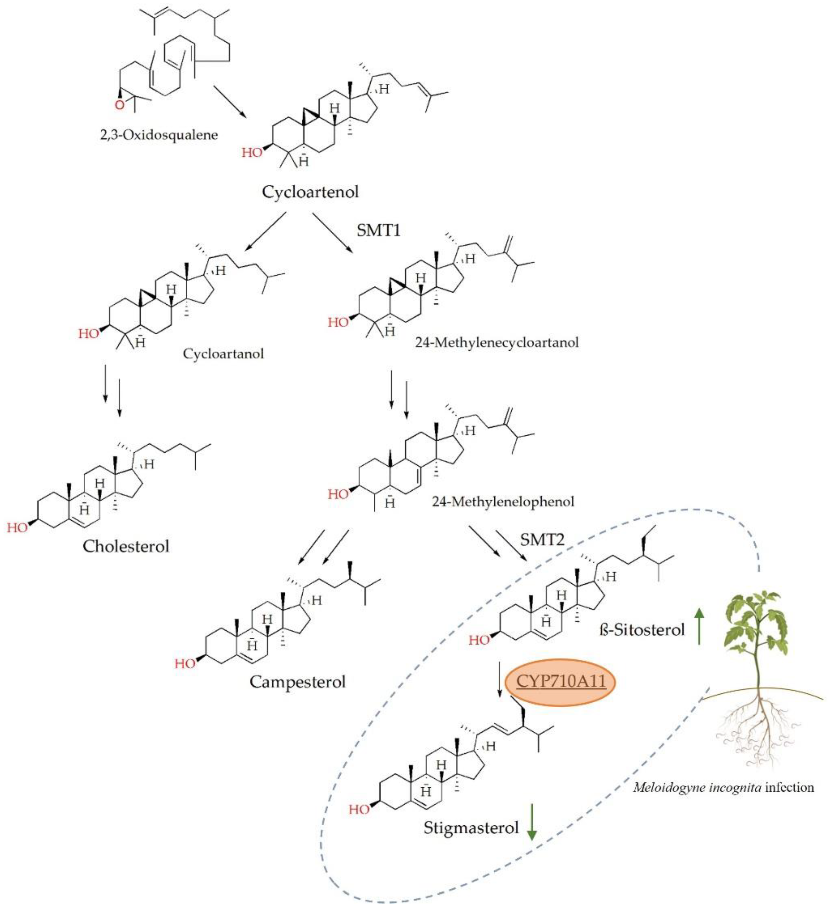 Ijms 23 15111 g001 Ijms 23 15111 g001