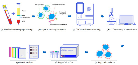 Isolation of TTF-1 Positive Circulating Tumor Cells for Single-Cell ...