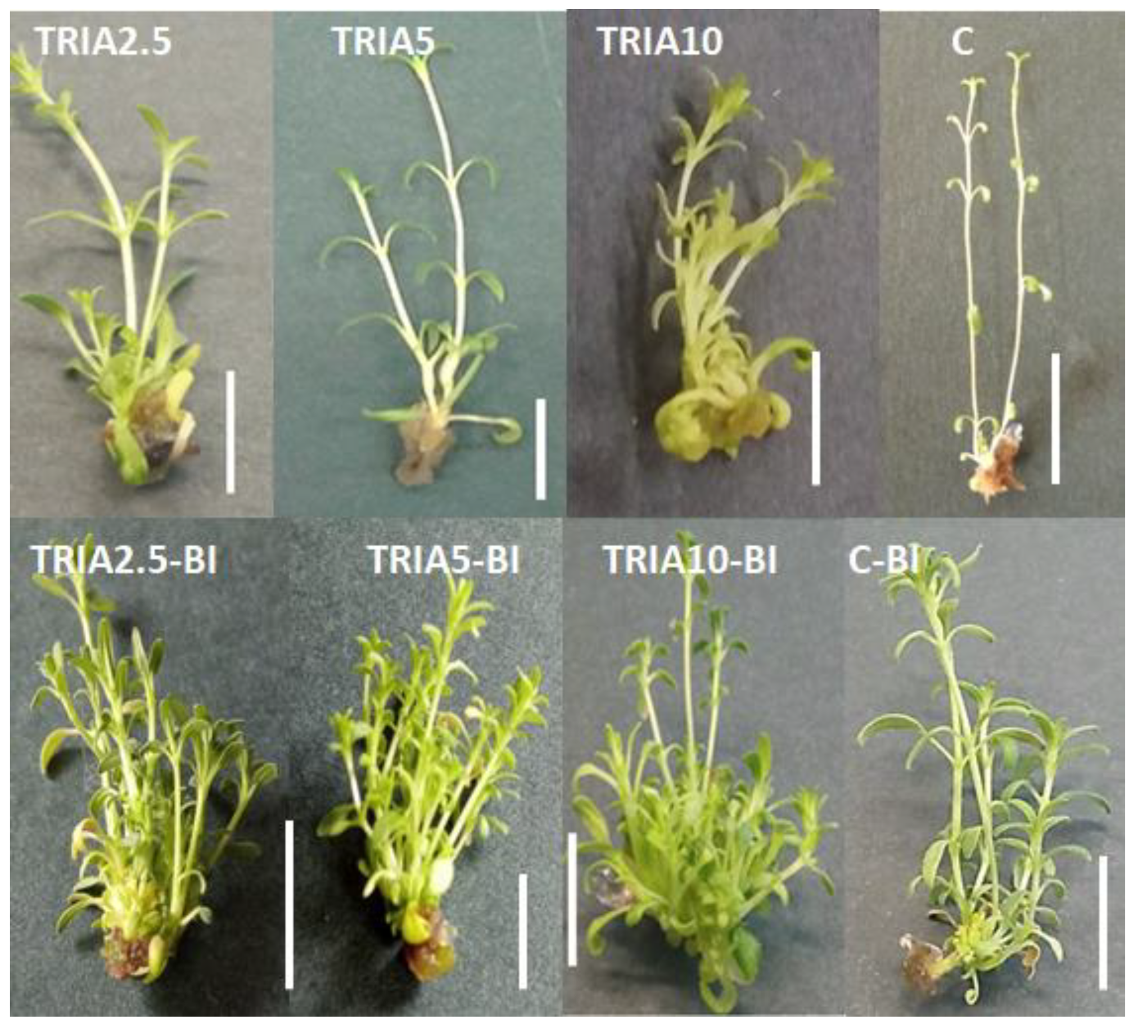 The Effect of the Stress-Signalling Mediator Triacontanol on