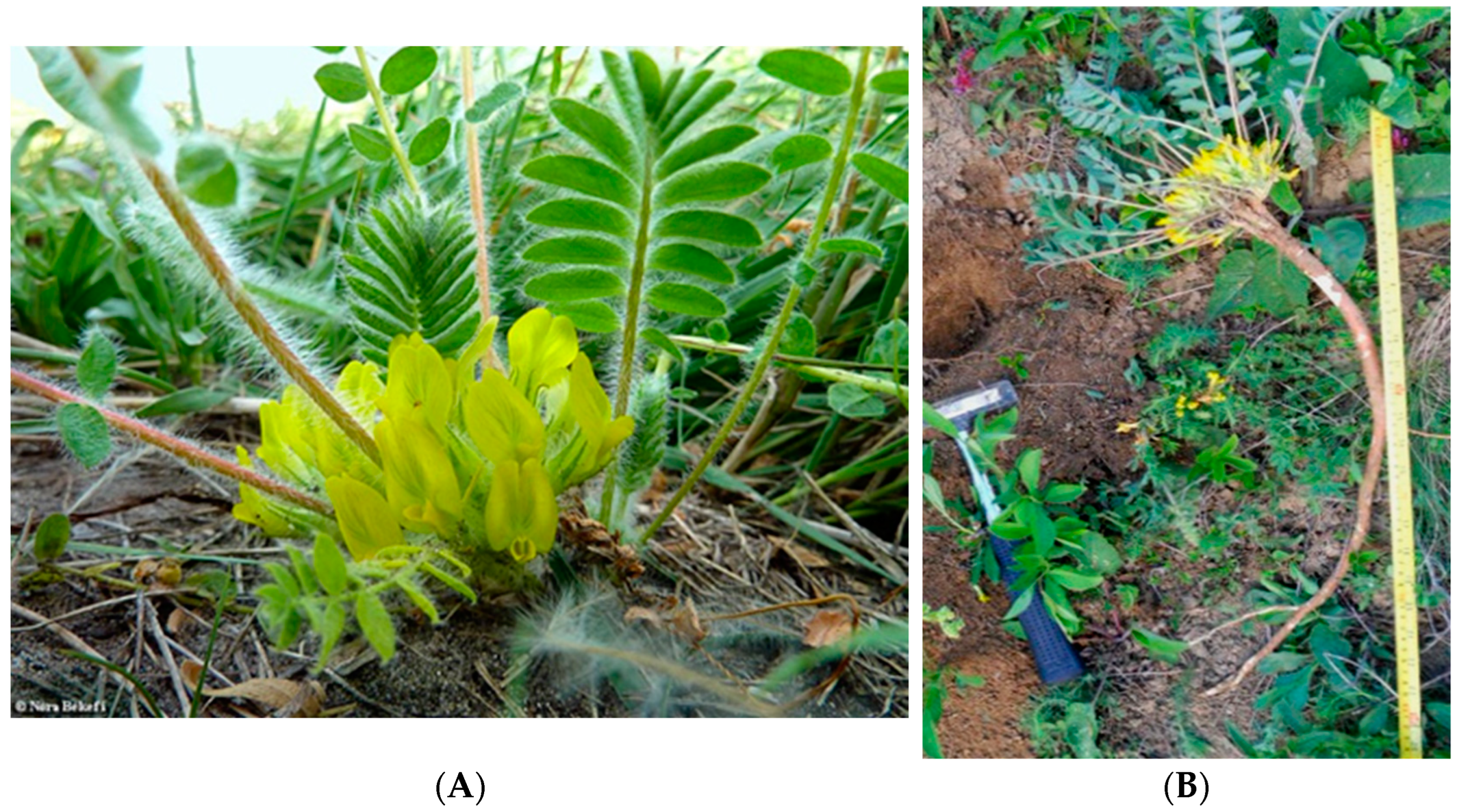 Ijms 23 15161 g001 Ijms 23 15161 g001