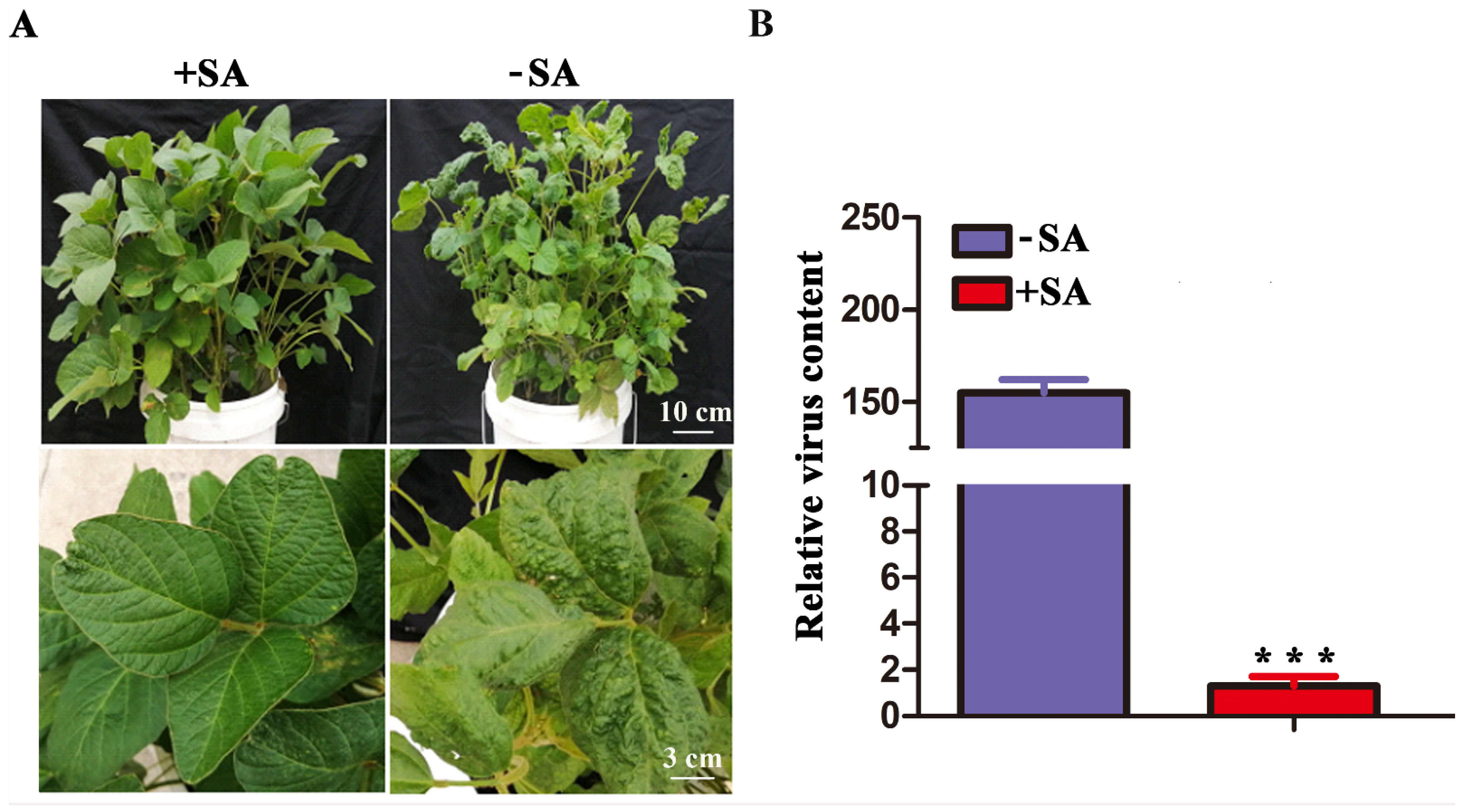Ijms 23 15206 g004 Ijms 23 15206 g004