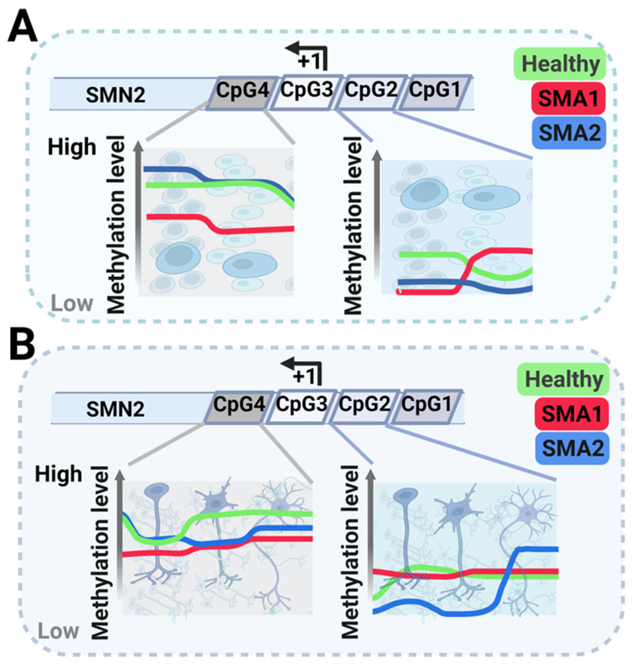 NSC Physiological Features in Spinal Muscular Atrophy: SMN Deficiency ...