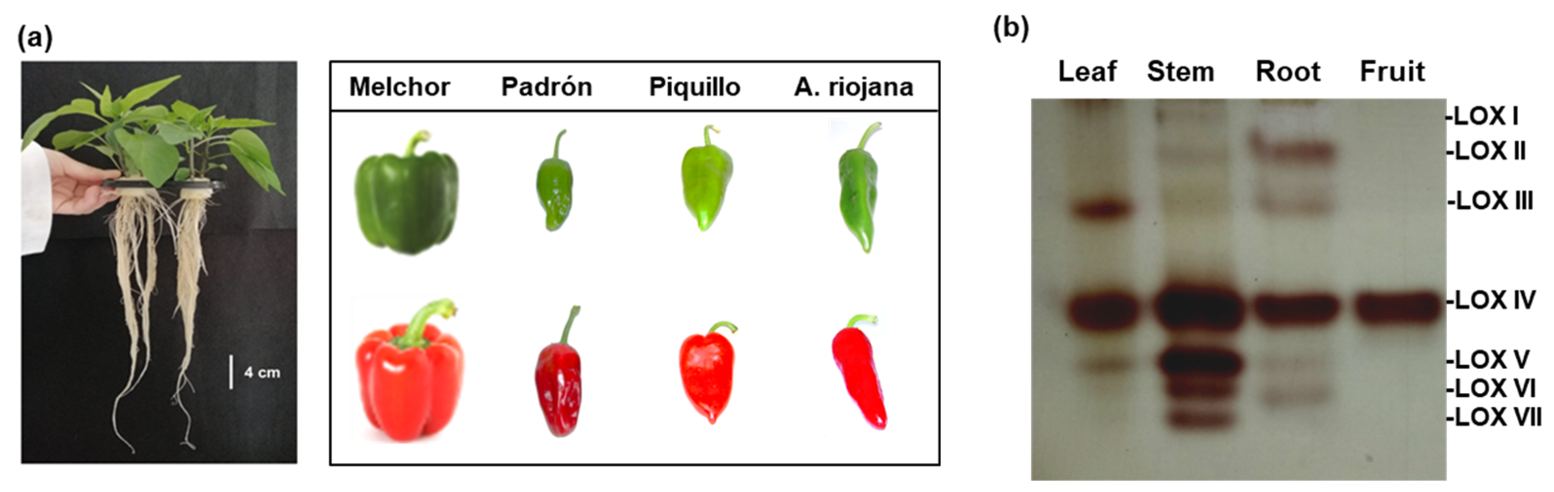 Ijms 23 15211 g001 Ijms 23 15211 g001