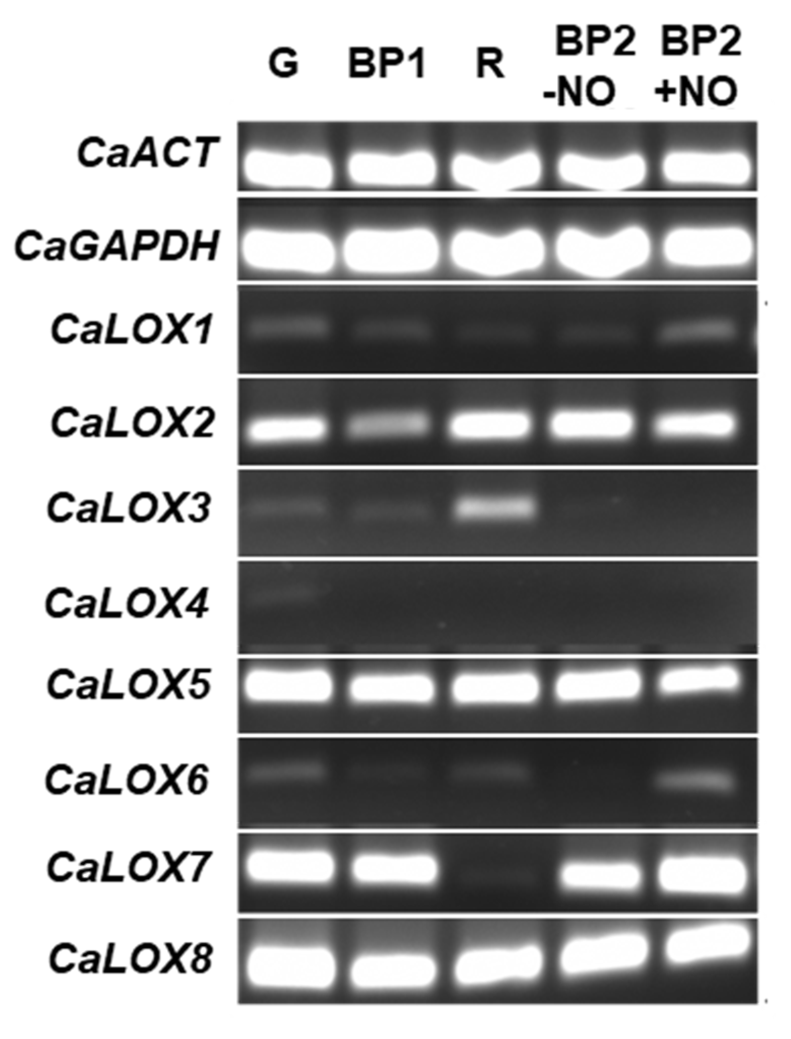 Ijms 23 15211 g004 Ijms 23 15211 g004