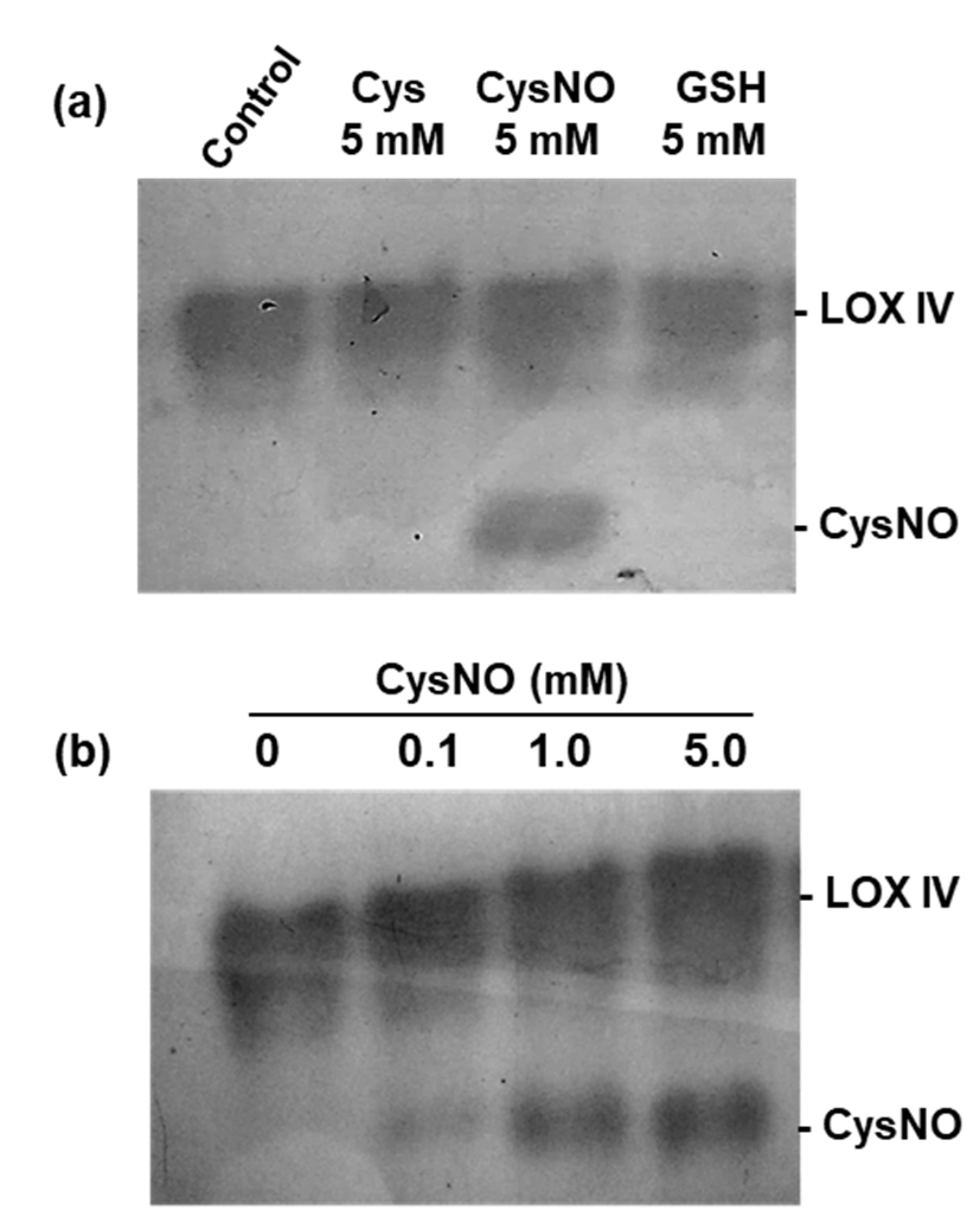 Ijms 23 15211 g005 Ijms 23 15211 g005