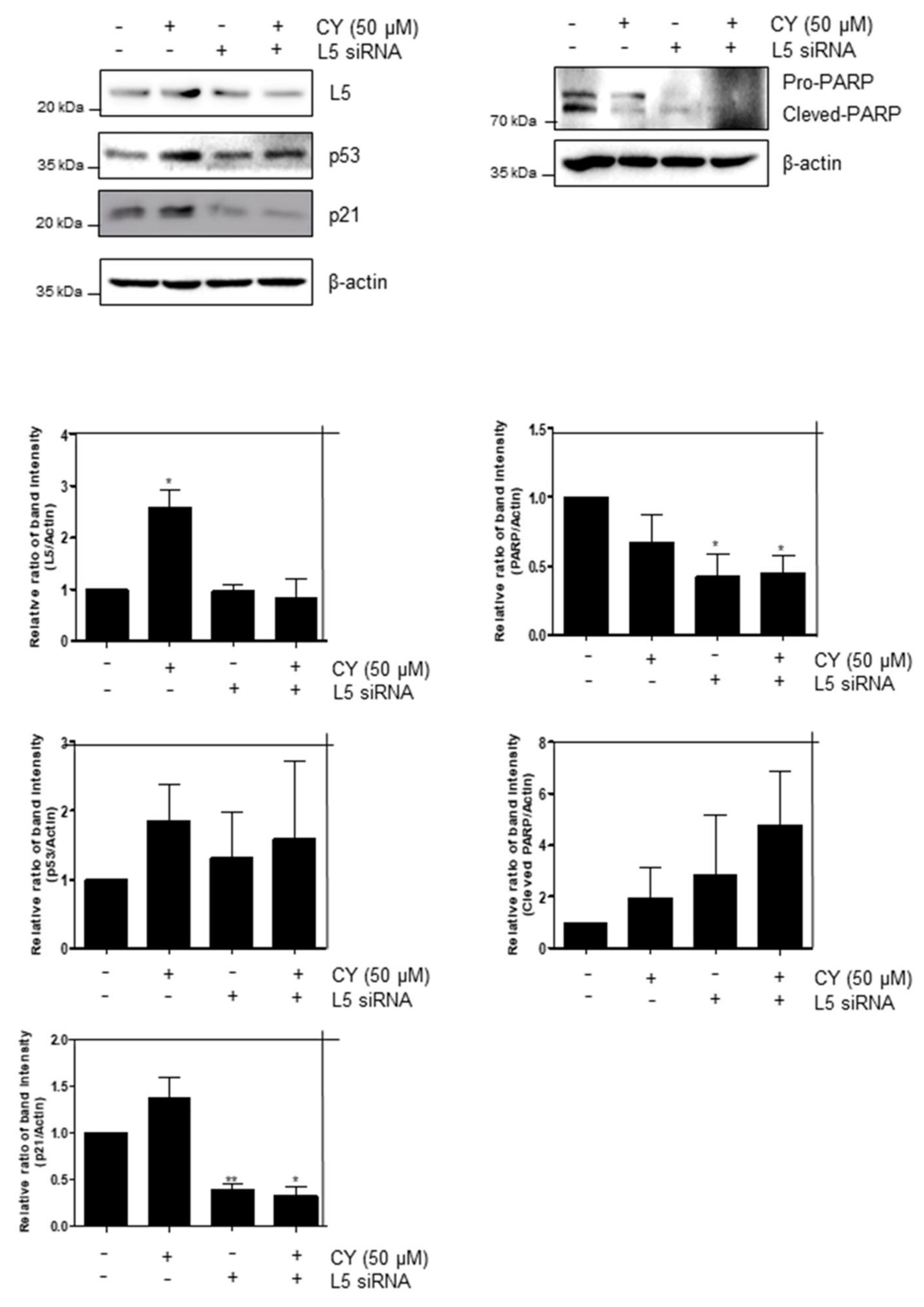 Ijms 23 15213 g007 Ijms 23 15213 g007