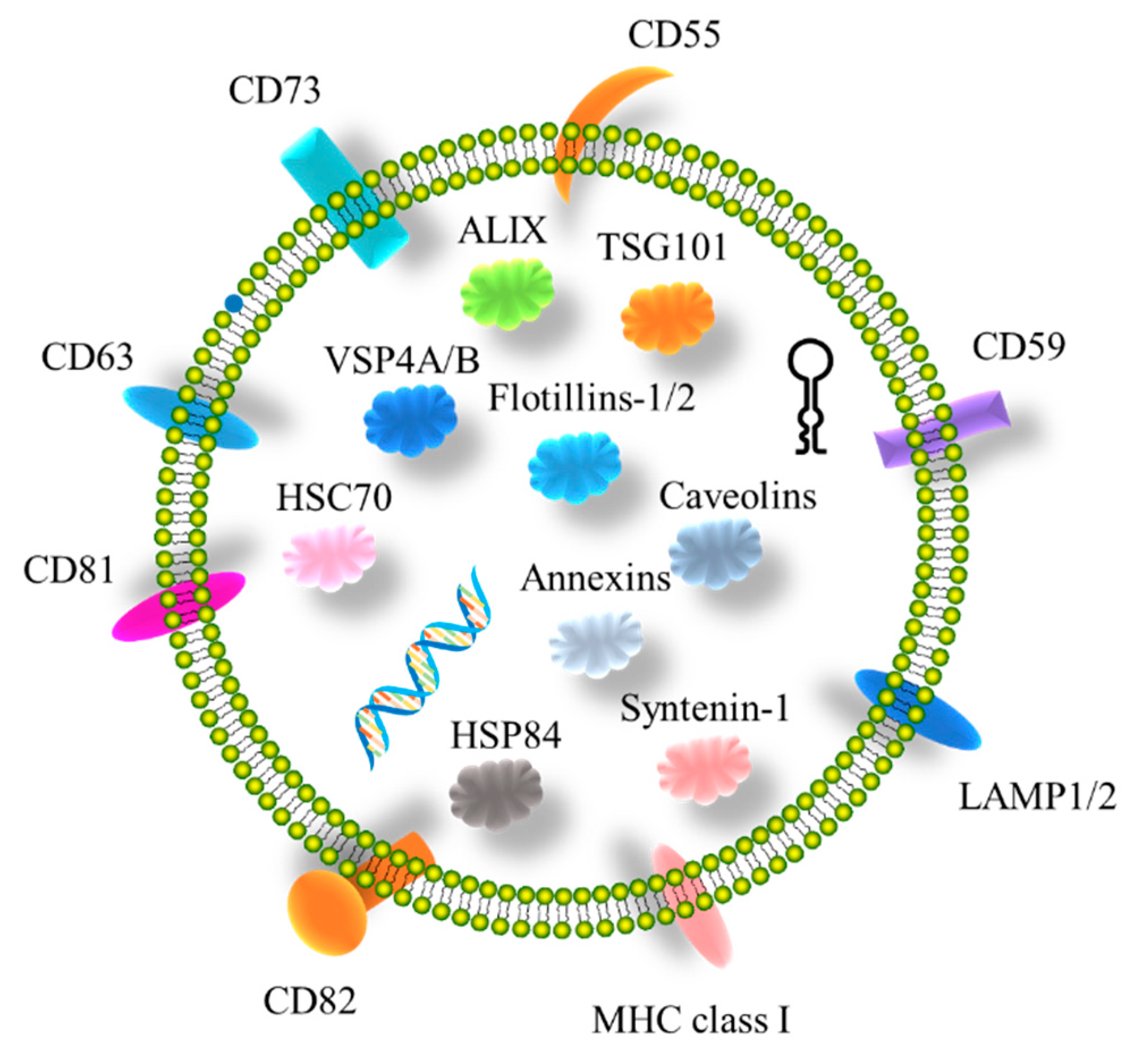 ISEV2018 abstract book - Théry - 2018 - Journal of Extracellular