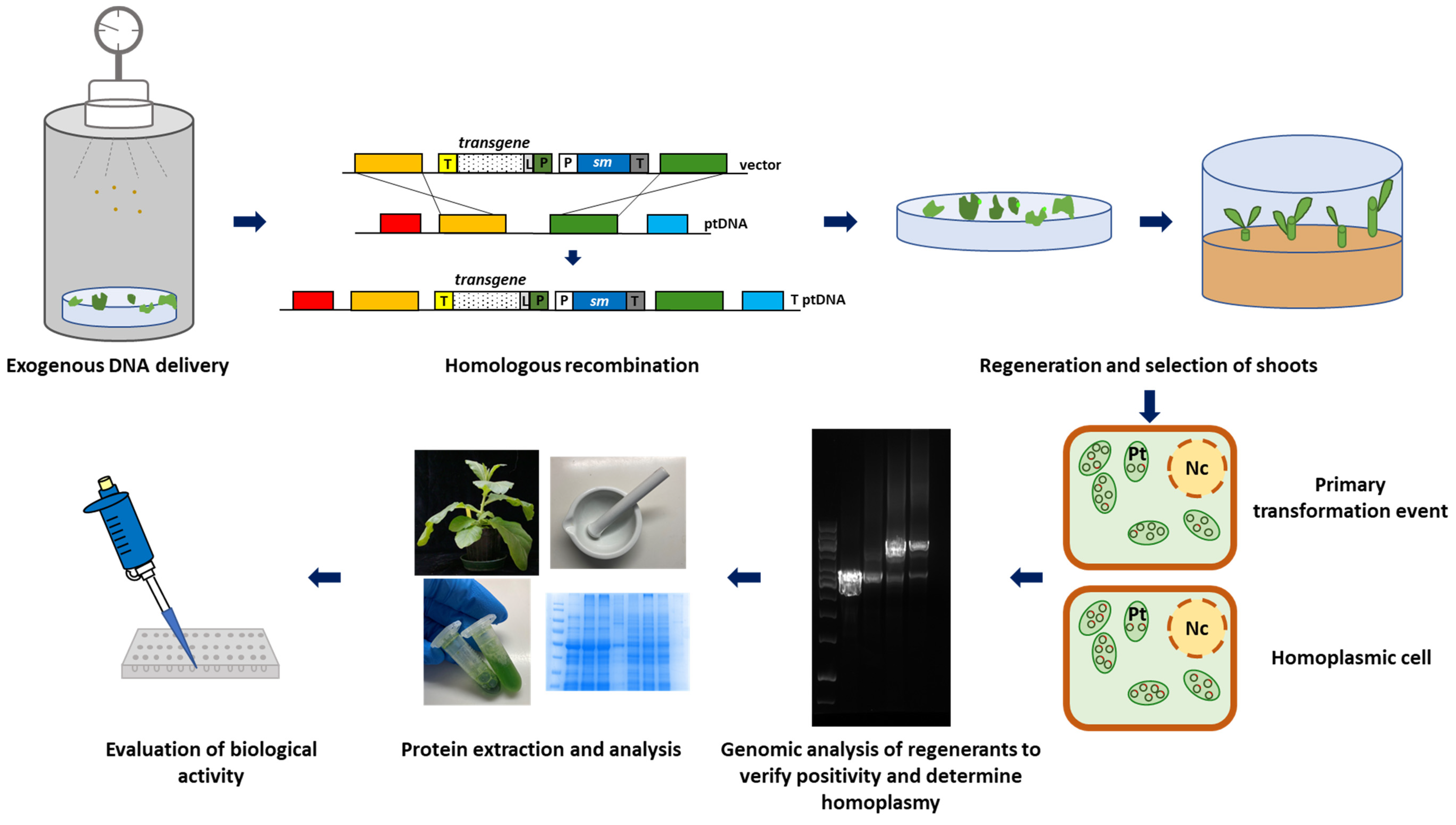 IJMS | Free Full-Text | Plastid Transformation: New Challenges in