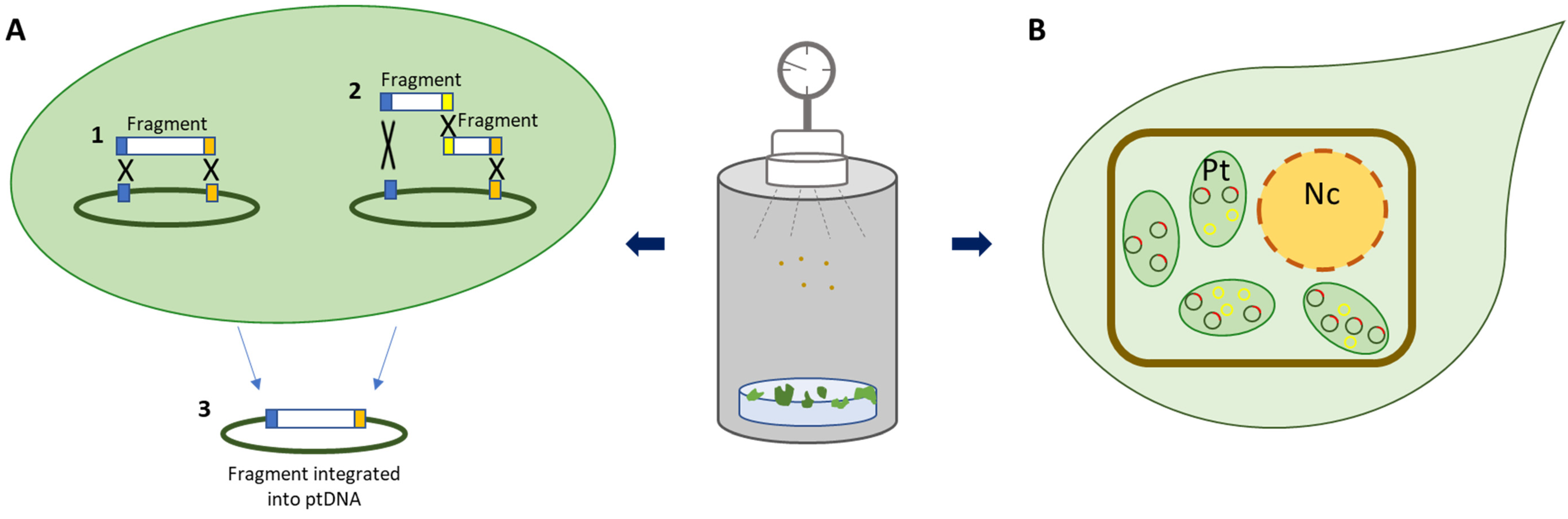 IJMS | Free Full-Text | Plastid Transformation: New Challenges in