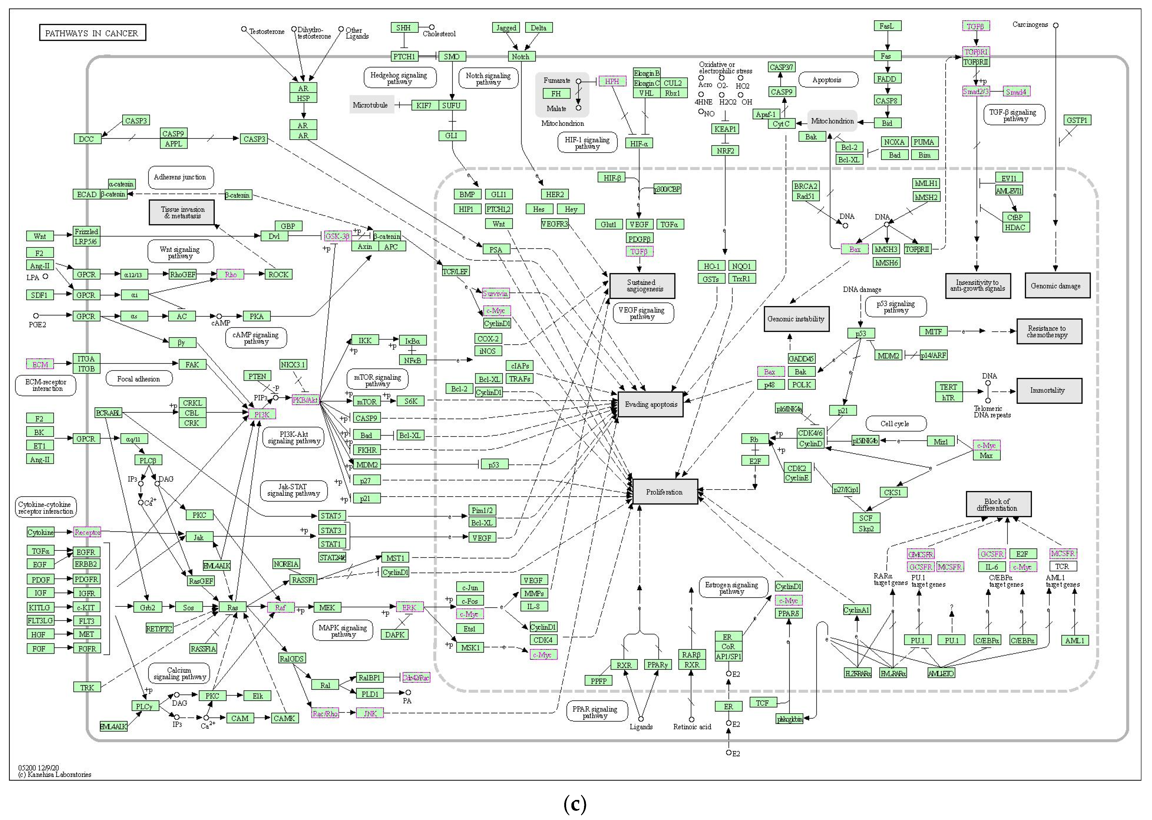 Ijms 23 15257 g004c Ijms 23 15257 g004c