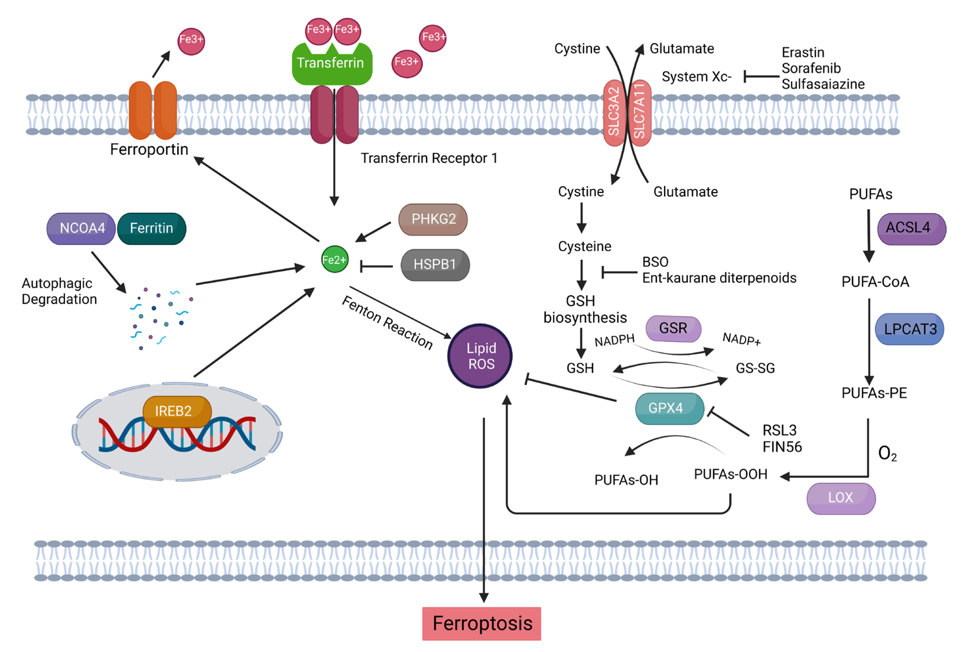 Ijms 23 15263 g003 Ijms 23 15263 g003