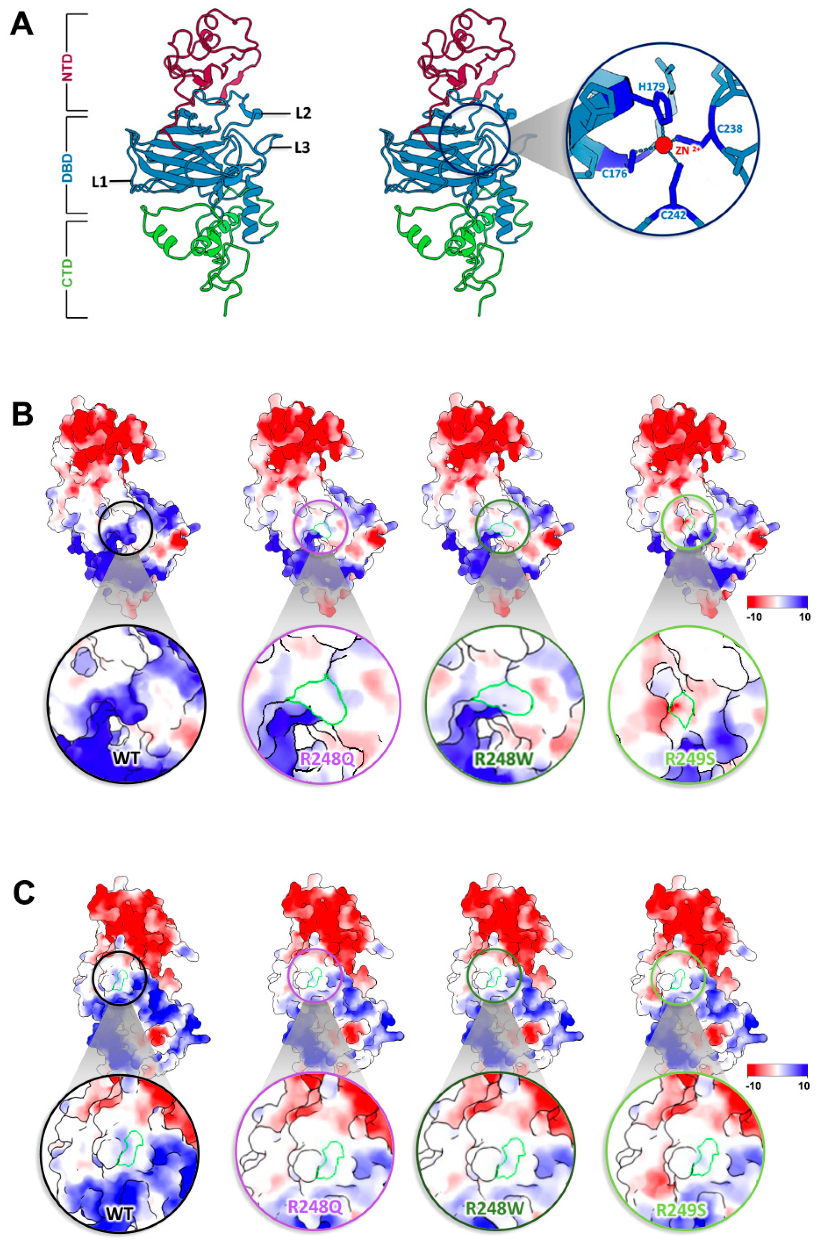 Ijms 23 15267 g003 Ijms 23 15267 g003