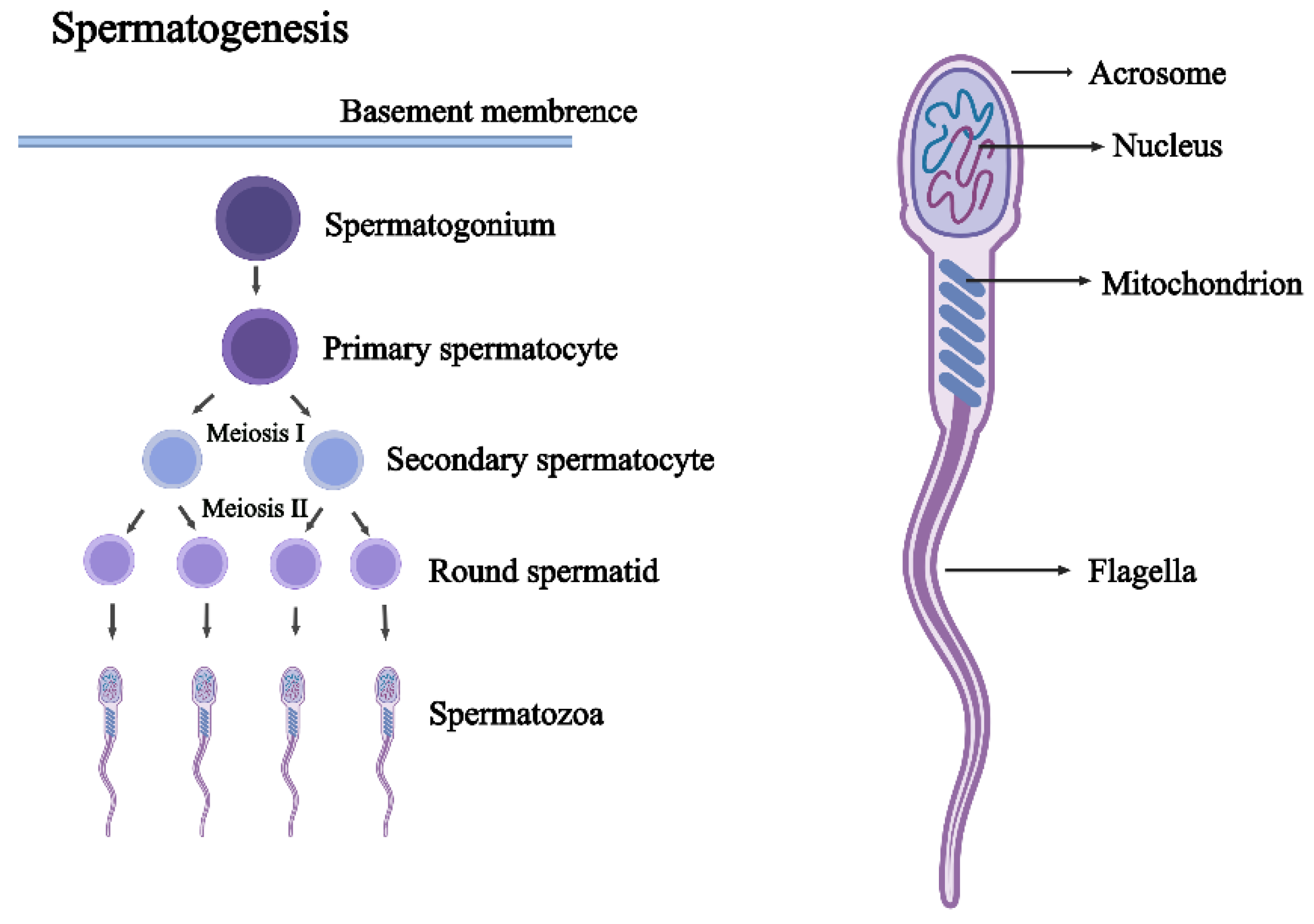 Ijms 23 15273 g002 Ijms 23 15273 g002