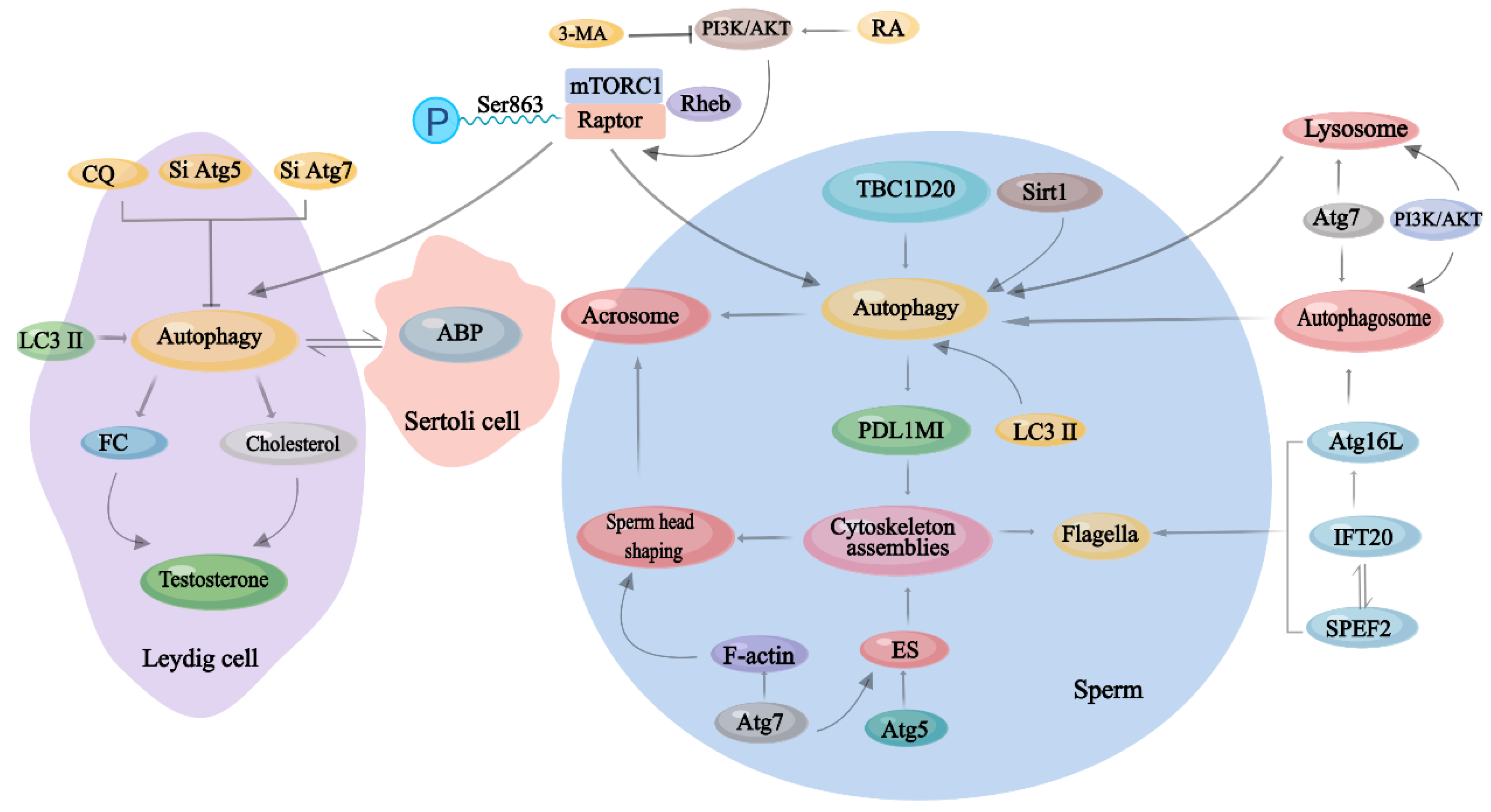 Ijms 23 15273 g004 Ijms 23 15273 g004