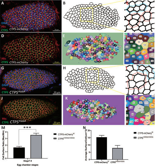Cytoophidia Maintain the Integrity of Drosophila Follicle Epithelium