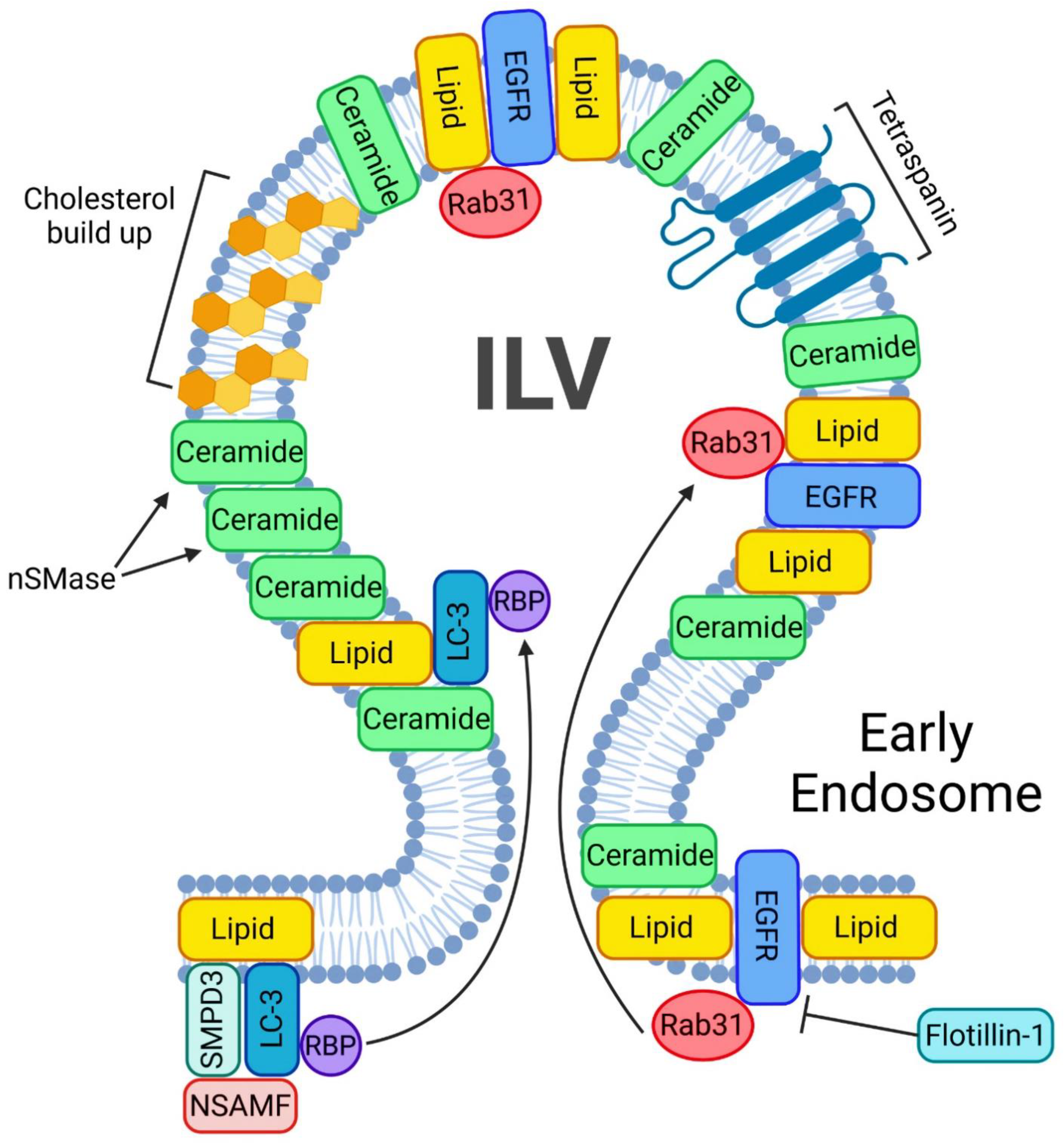 Ijms 23 15317 g003 Ijms 23 15317 g003