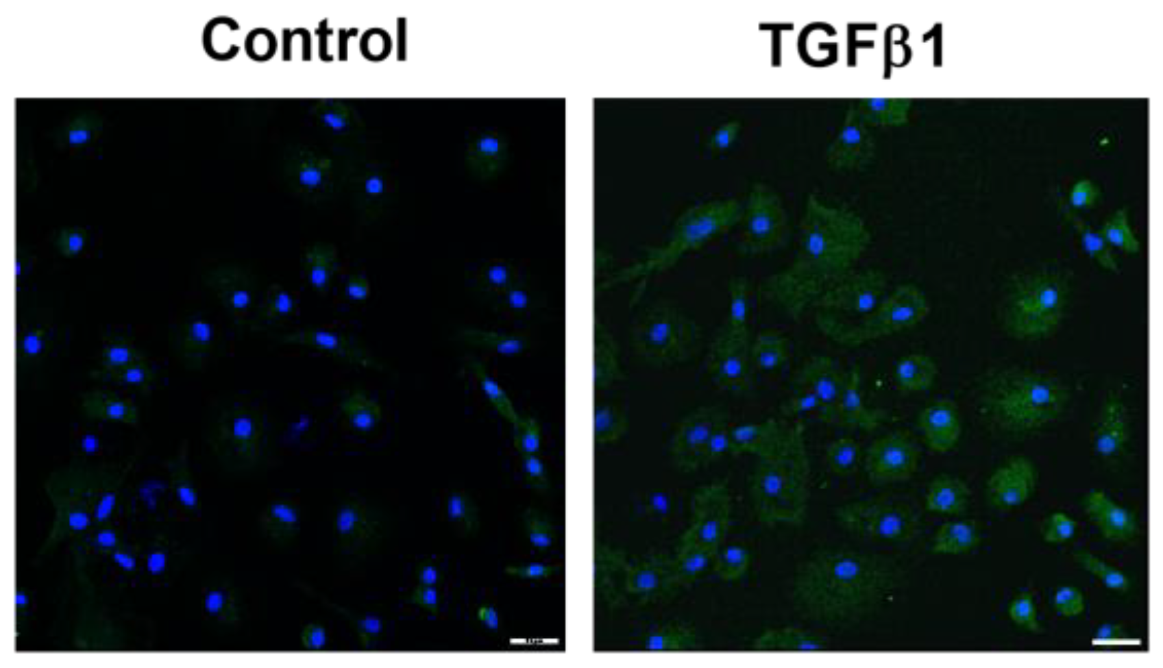 Ijms 23 15319 g002 Ijms 23 15319 g002