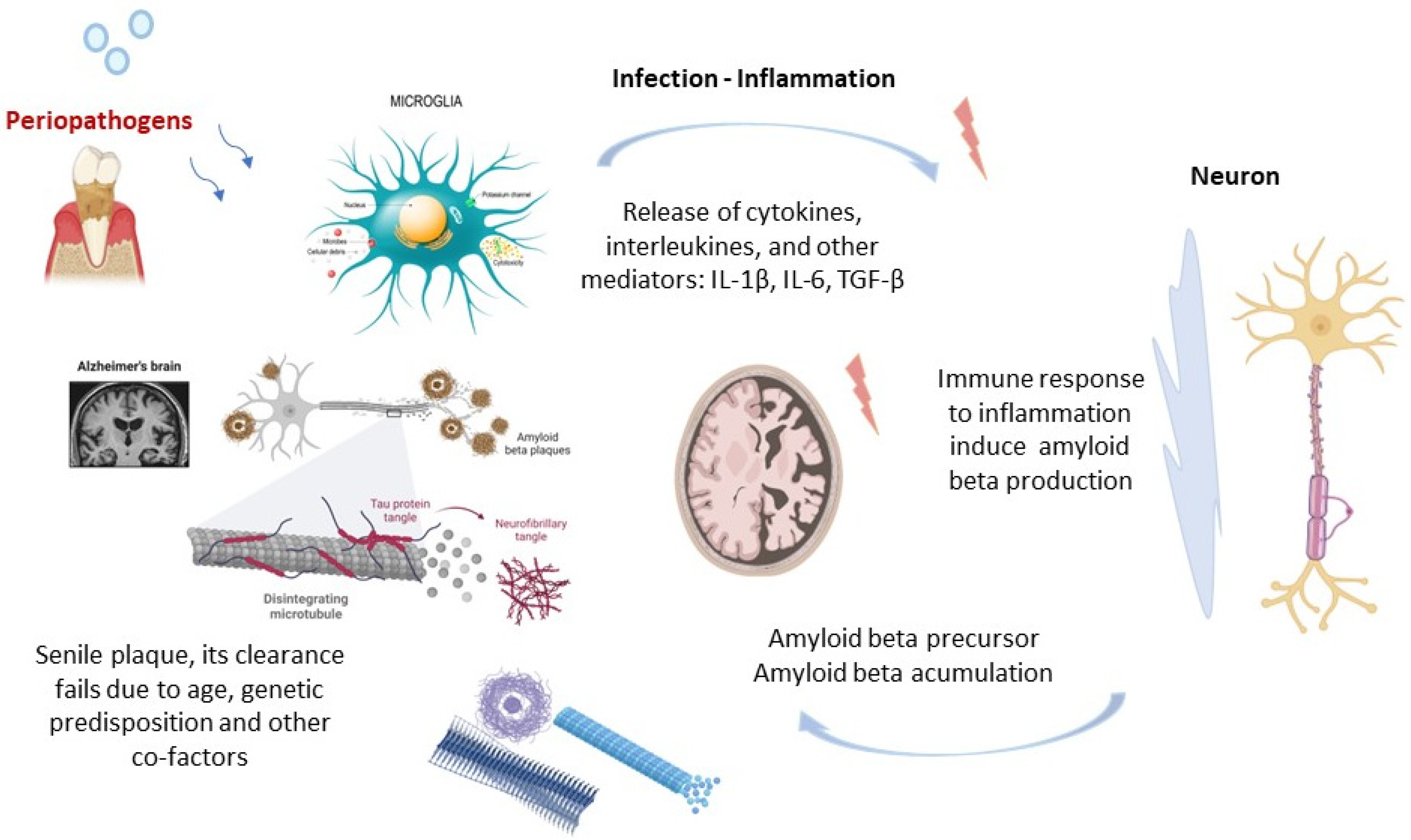 Ijms 23 15320 g003 Ijms 23 15320 g003