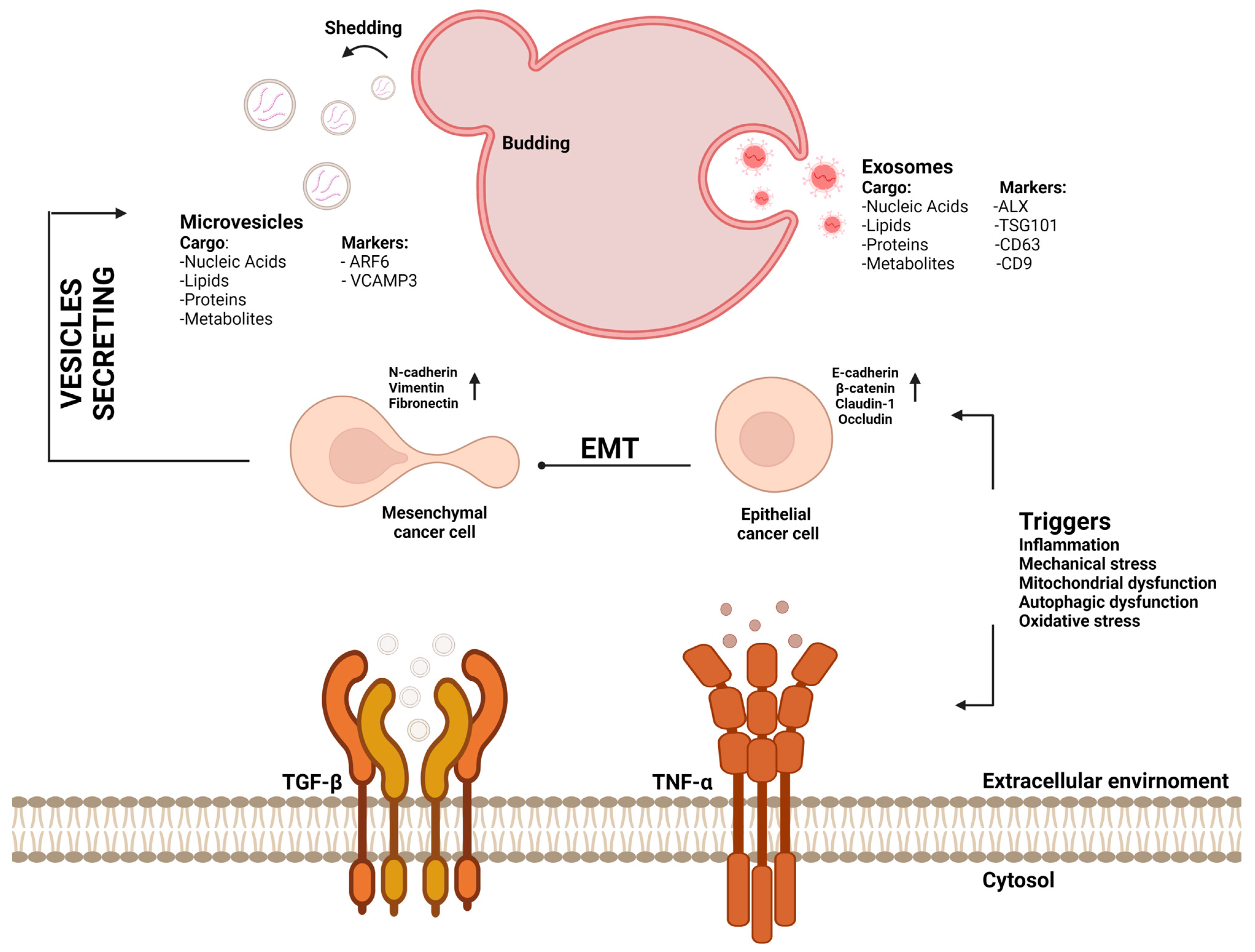 Ijms 23 15335 g002 Ijms 23 15335 g002