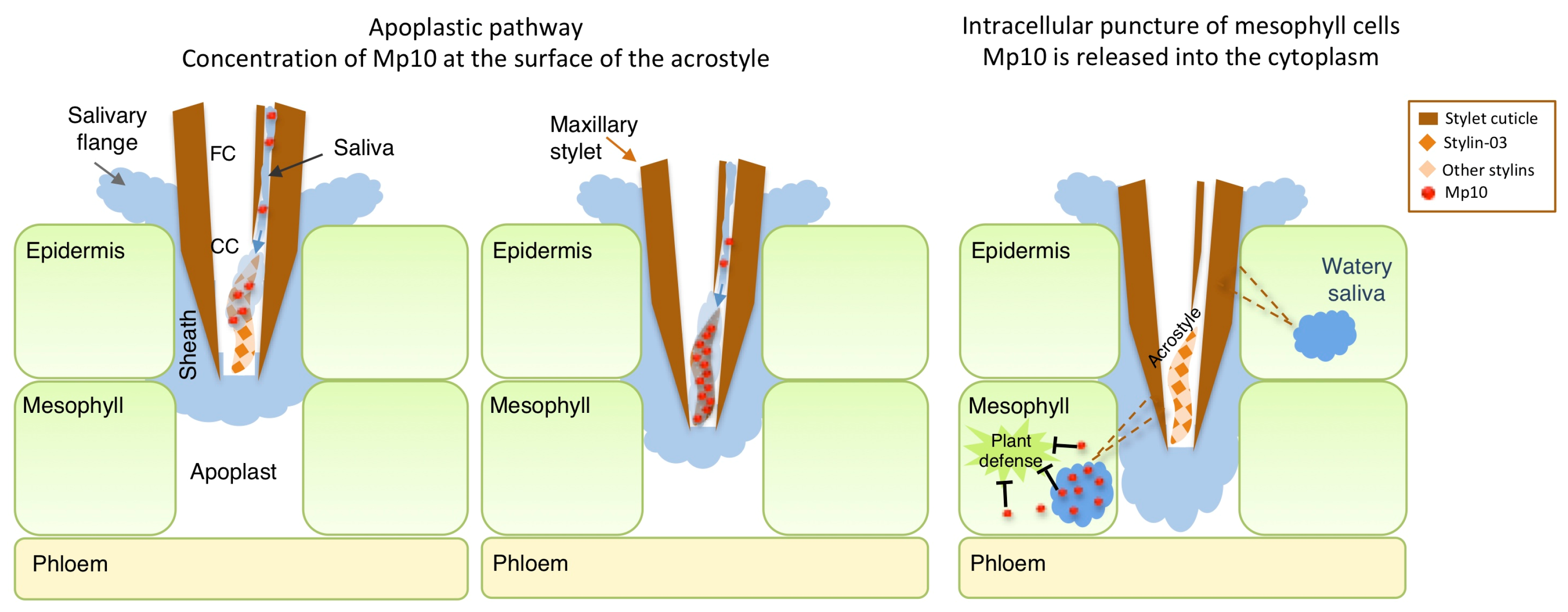 Ijms 23 15337 g005 Ijms 23 15337 g005