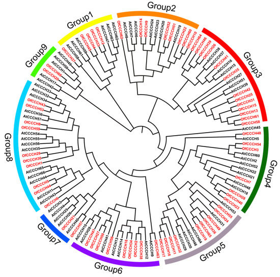 Comparative Transcriptome Analysis of CCCH Family in Roles of