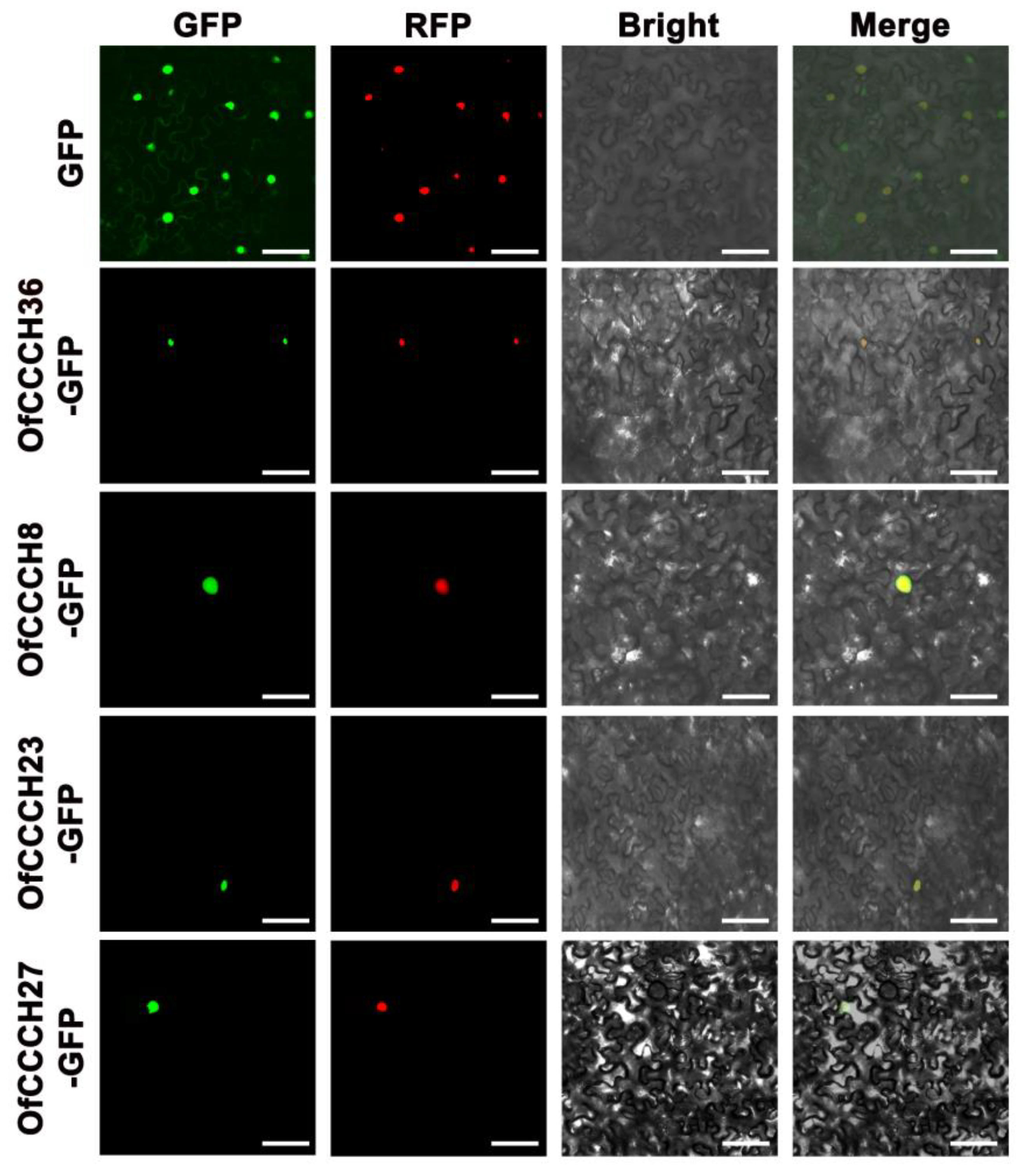 Ijms 23 15363 g010 Ijms 23 15363 g010
