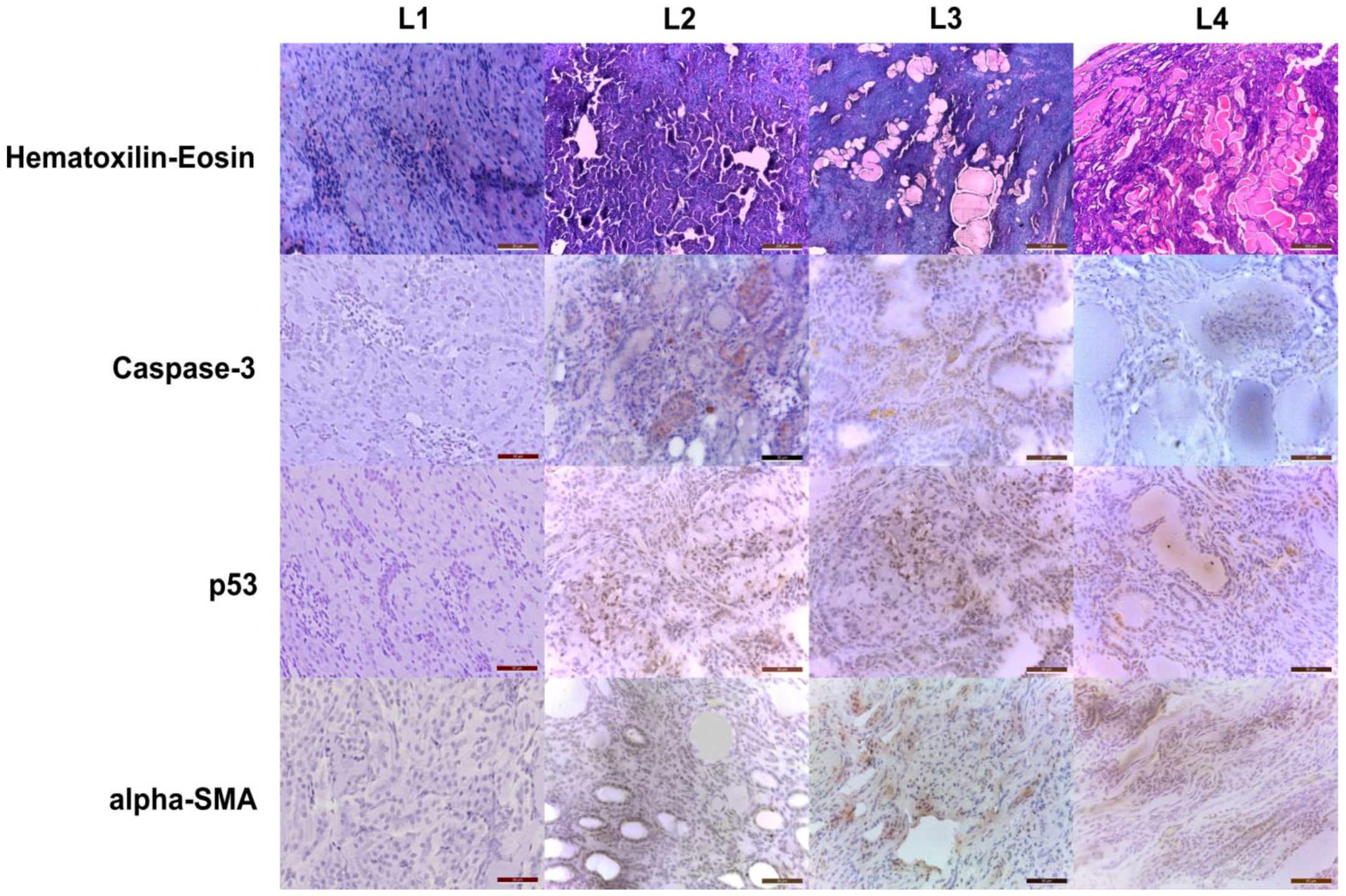 Ijms 23 15409 g004 Ijms 23 15409 g004