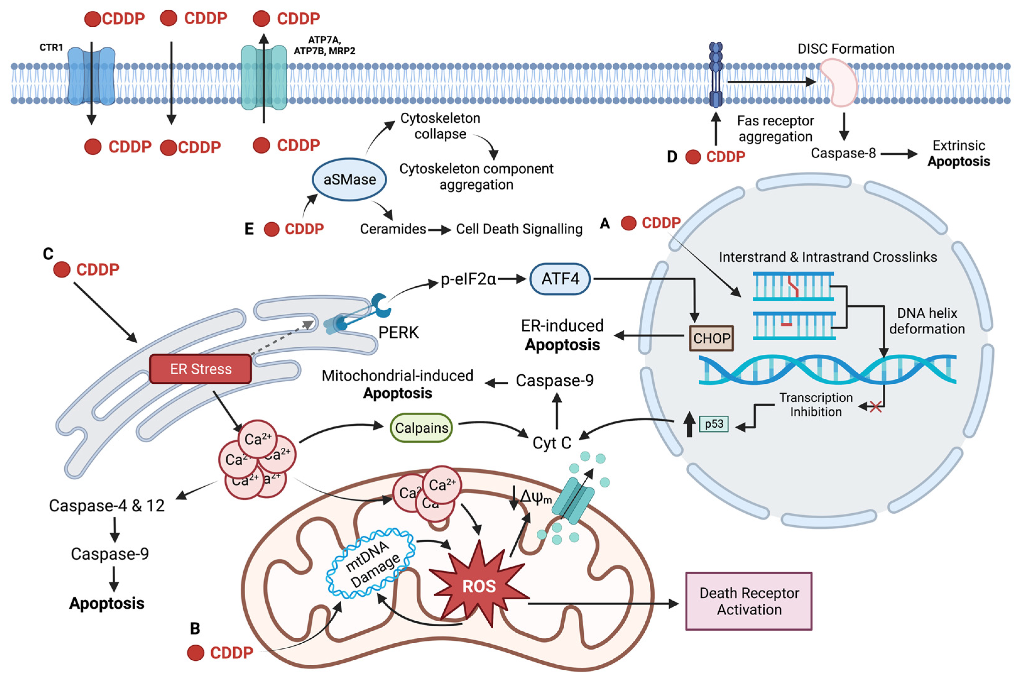 Ijms 23 15410 g002 Ijms 23 15410 g002