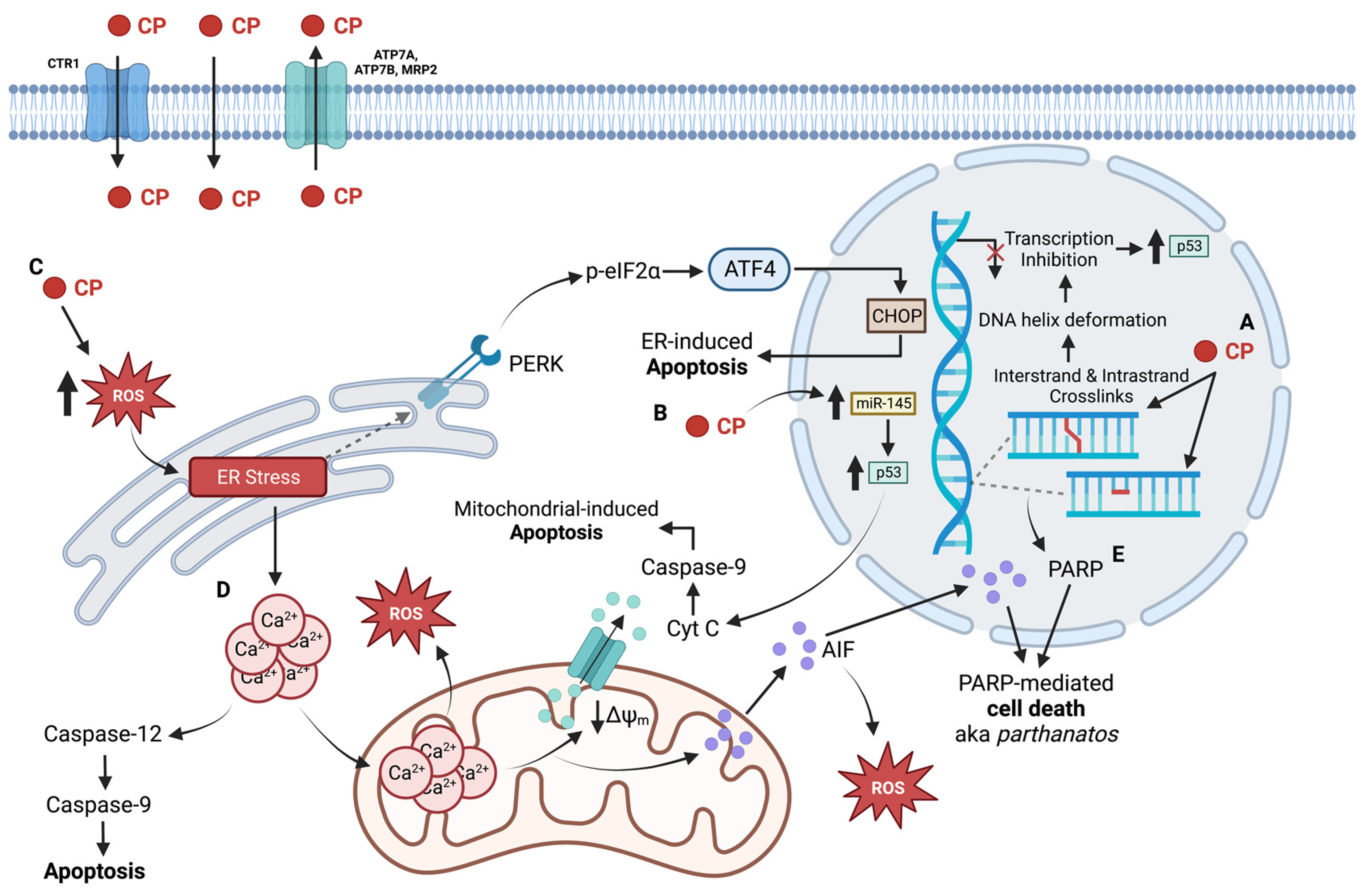 Ijms 23 15410 g005 Ijms 23 15410 g005