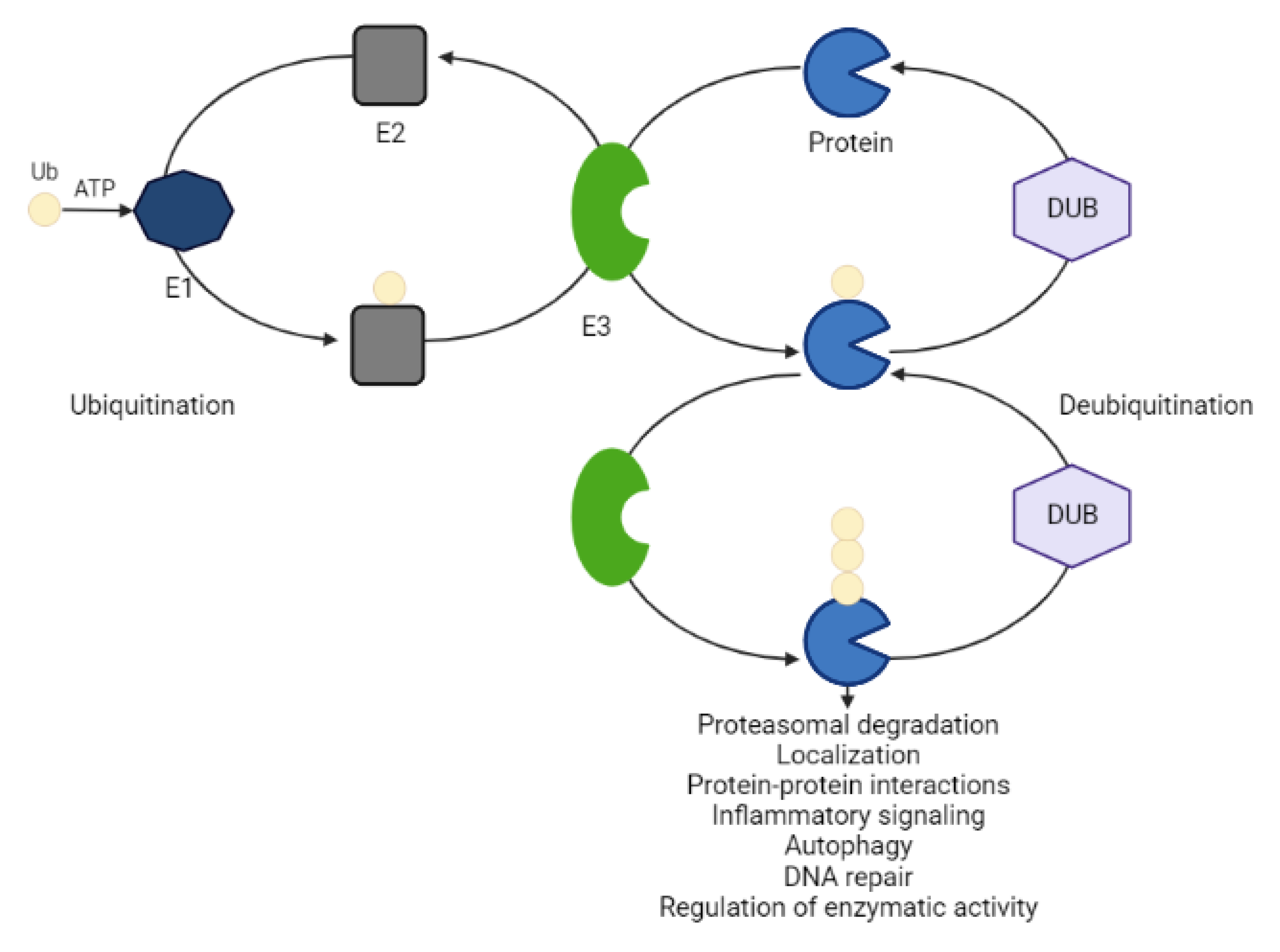 Targeted Protein Degradation: Clinical Advances ... Biology Diagrams
