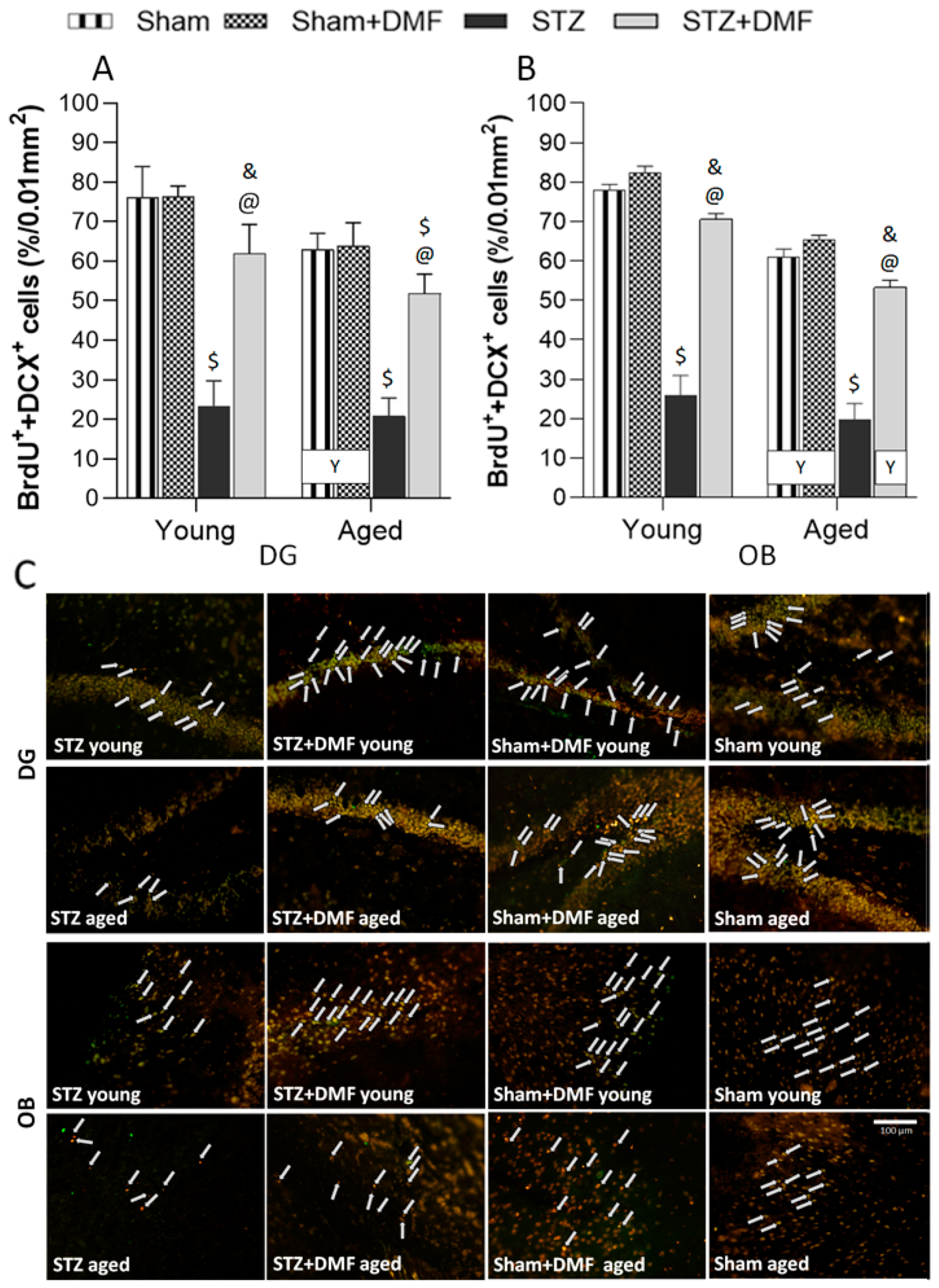 Ijms 23 15449 g006 Ijms 23 15449 g006