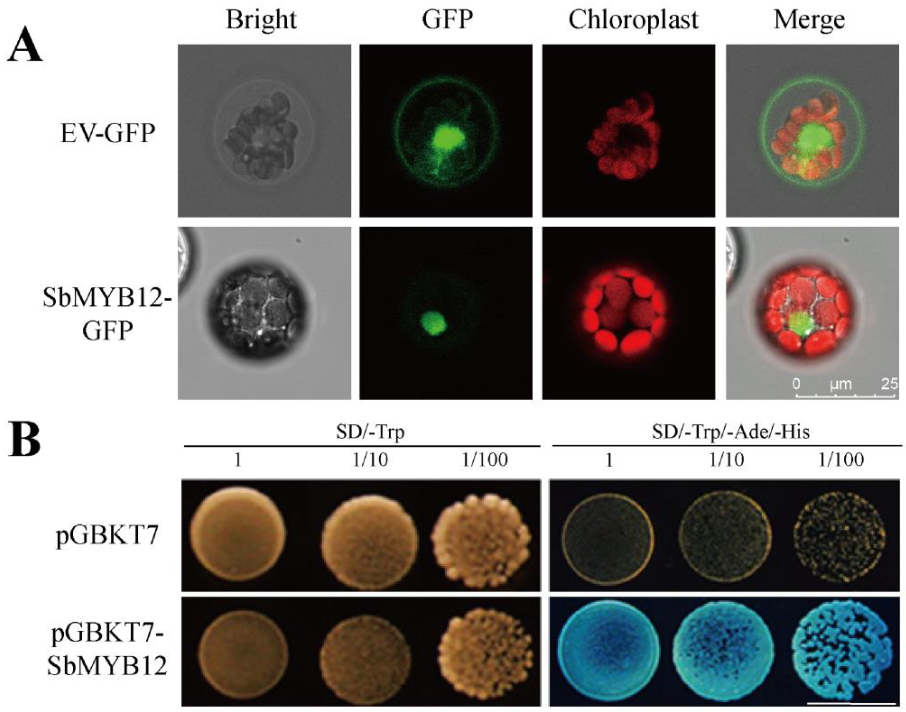 Ijms 23 15452 g004 Ijms 23 15452 g004
