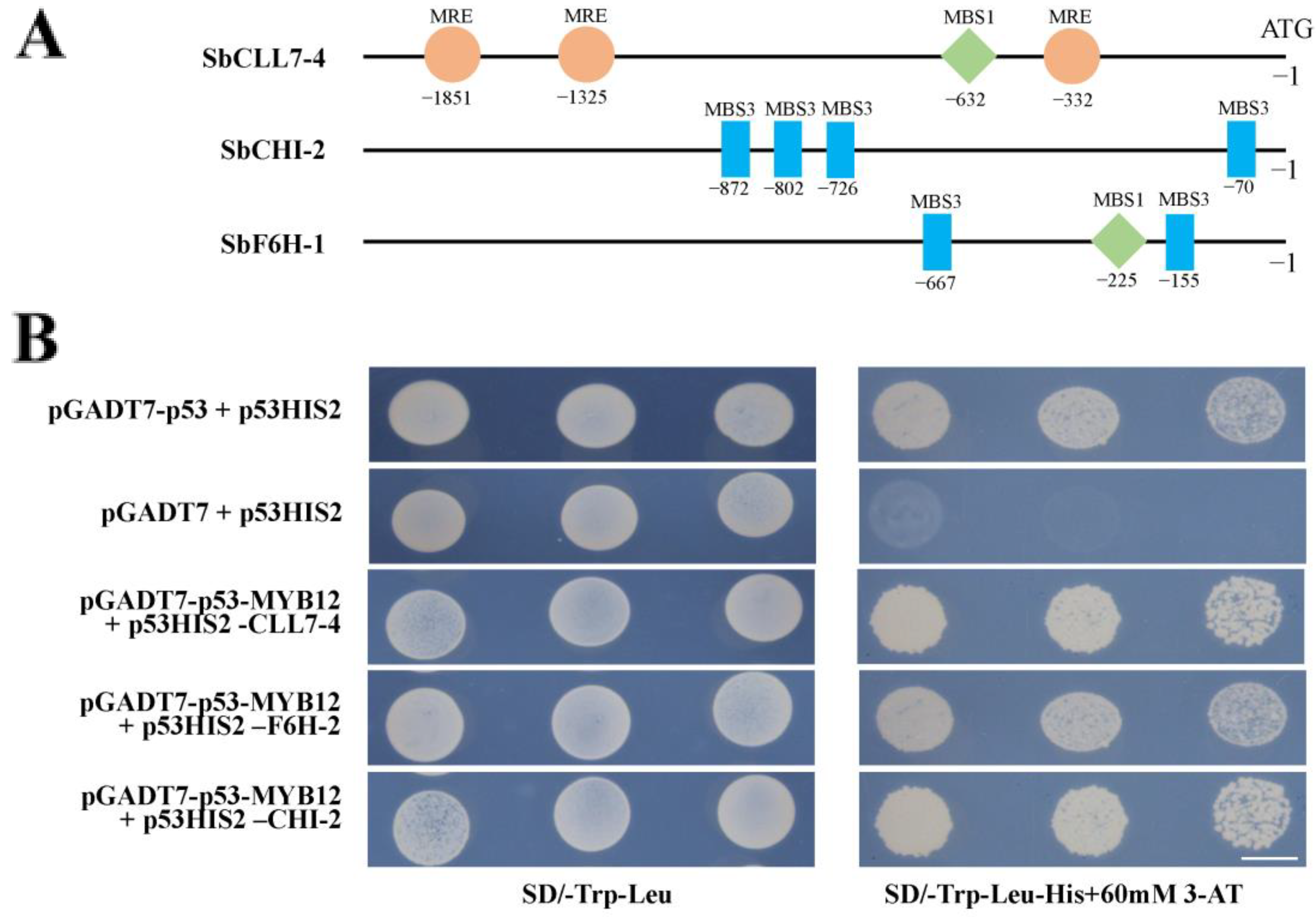 Ijms 23 15452 g008 Ijms 23 15452 g008