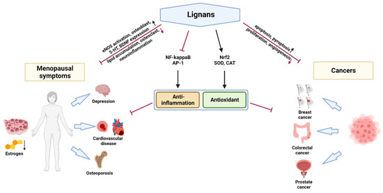 Antioxidant, Anti-Inflammatory, Anti-Menopausal, and Anti