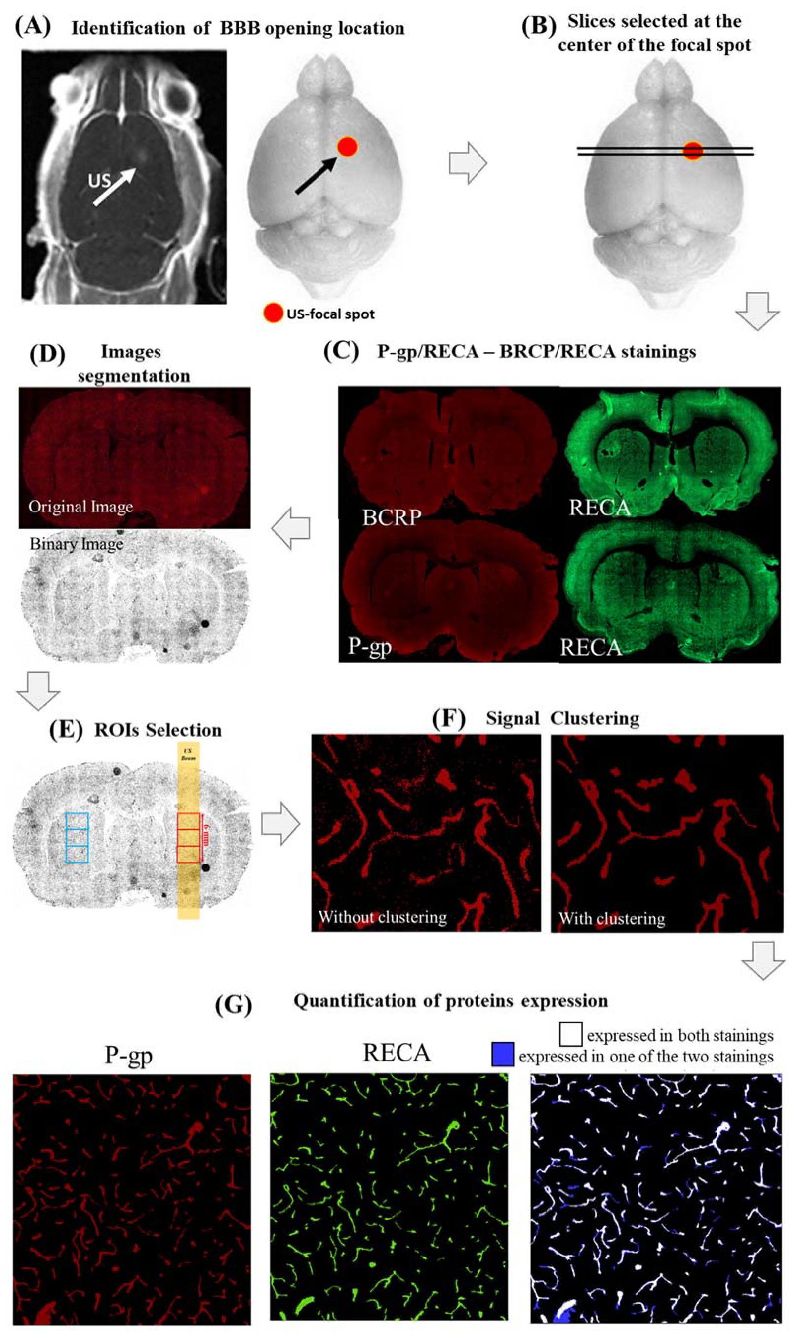 Ijms 23 15488 g005 Ijms 23 15488 g005