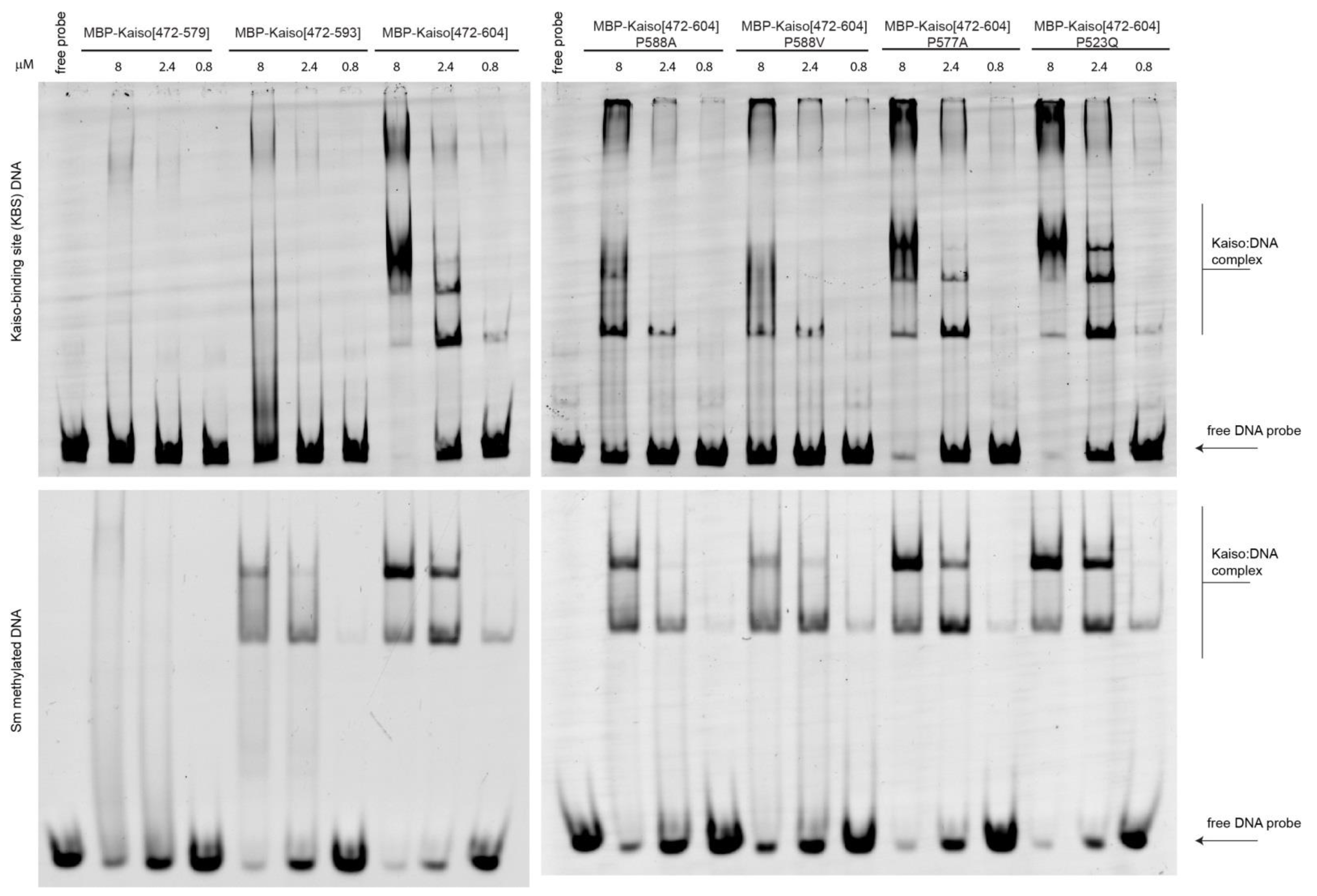 Ijms 23 15494 g005 Ijms 23 15494 g005