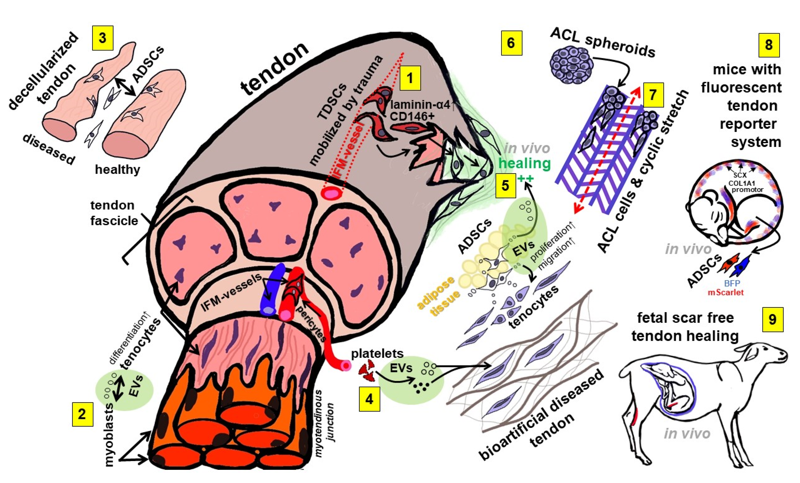Ijms 23 15503 g001 550