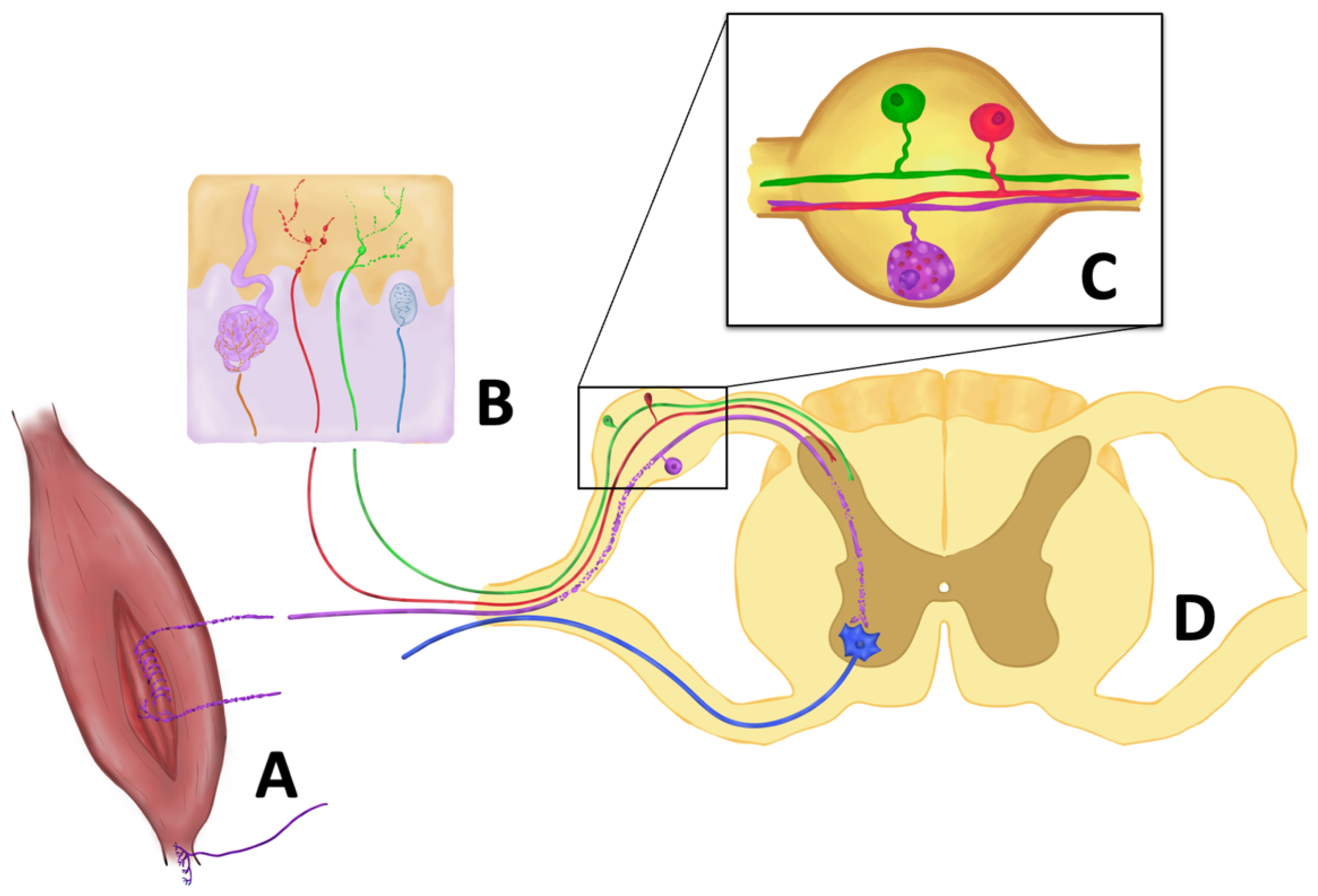 Ijms 23 15521 g002 Ijms 23 15521 g002