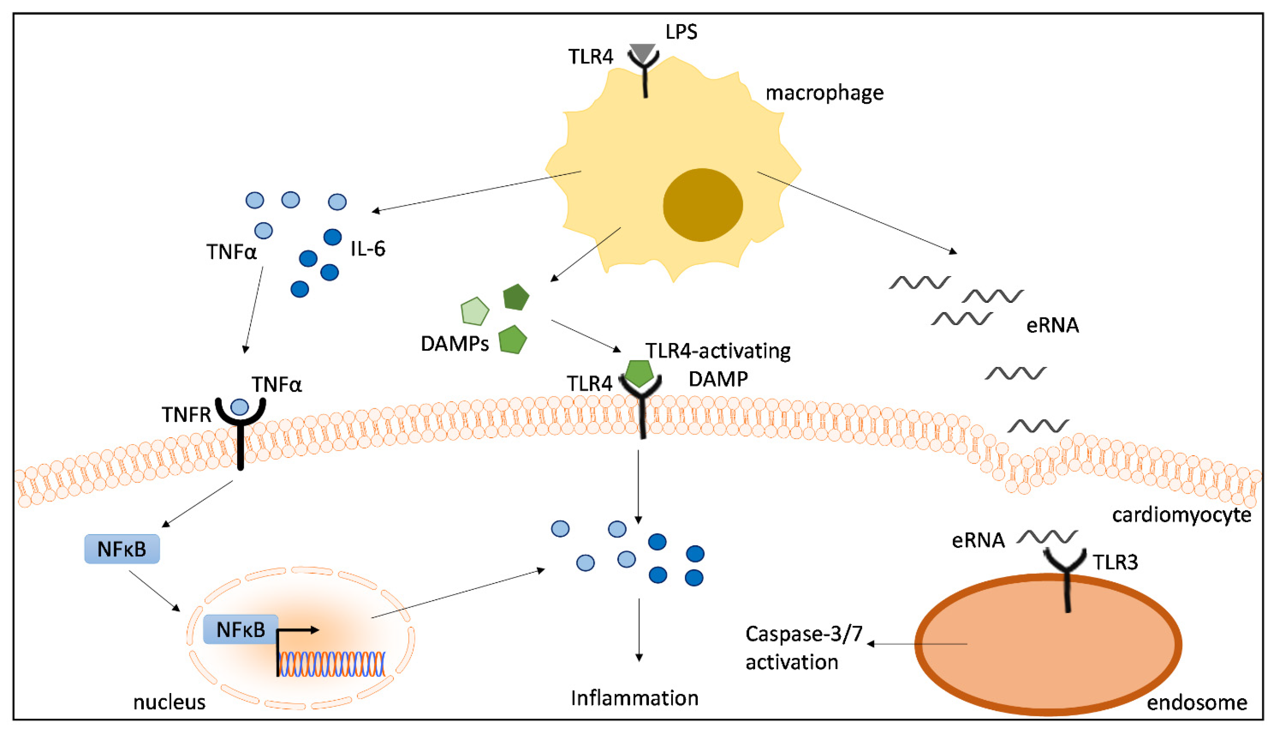 Ijms 23 15522 g007 Ijms 23 15522 g007