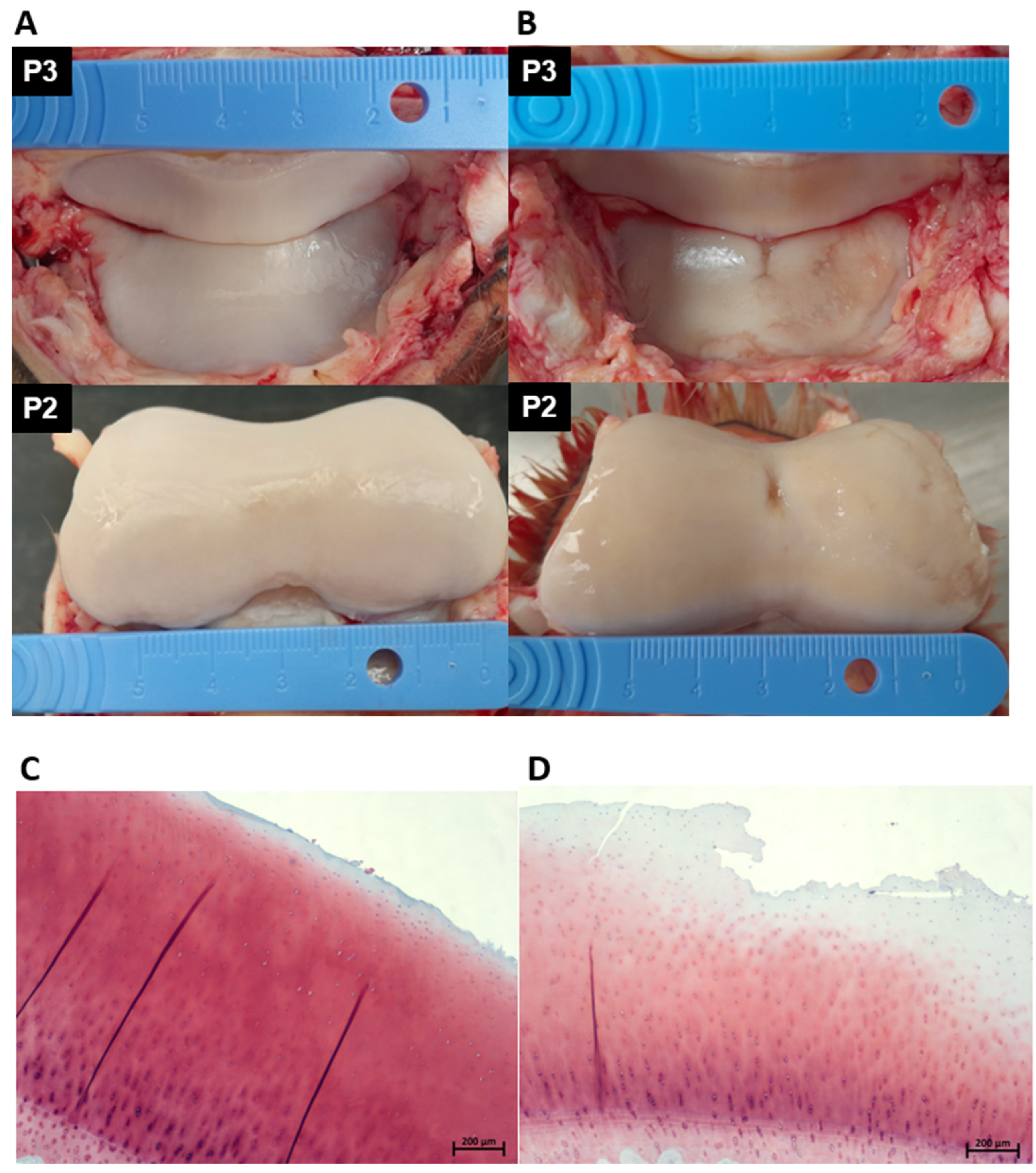 Ijms 23 15526 g006 Ijms 23 15526 g006
