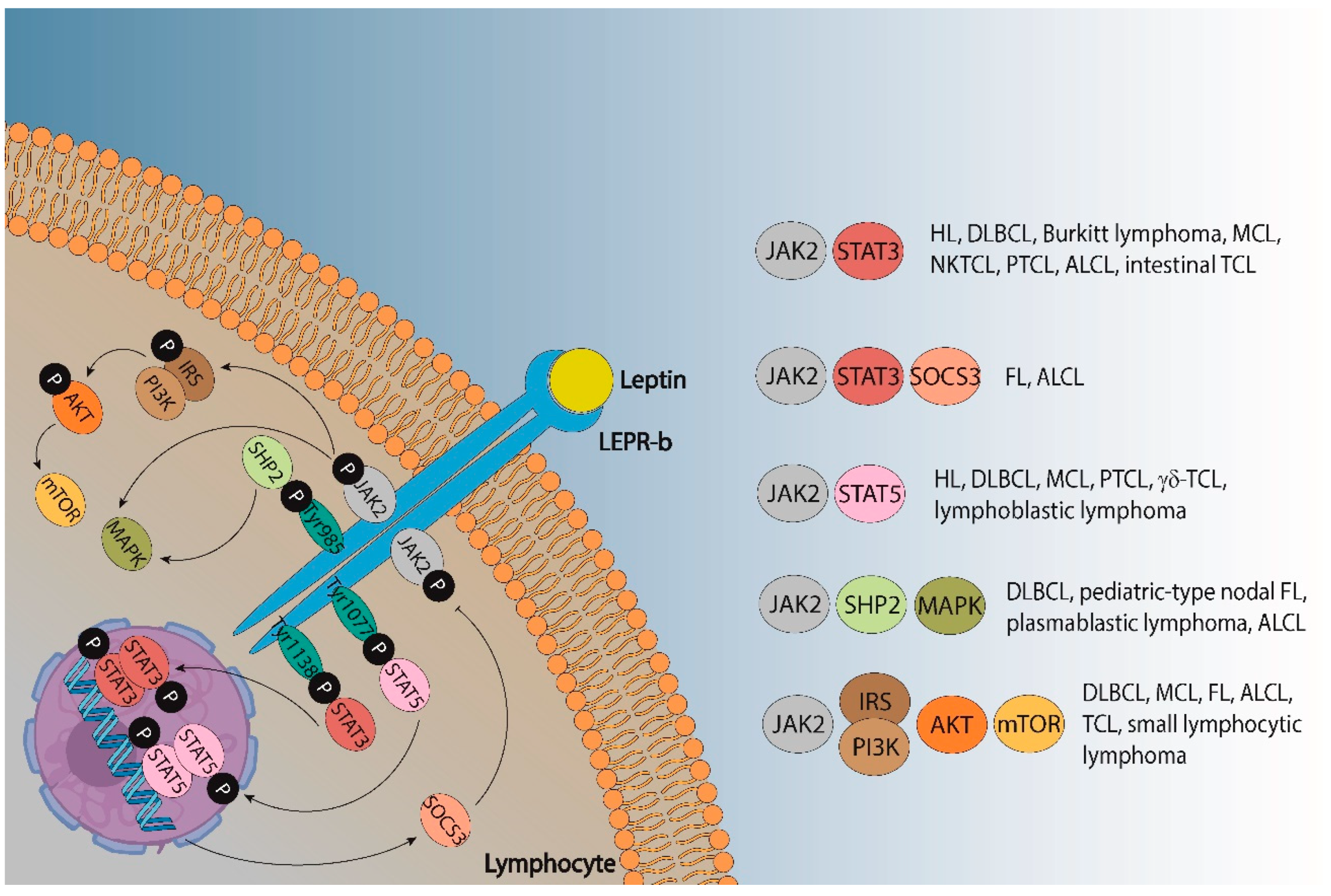 Ijms 23 15530 g002 Ijms 23 15530 g002