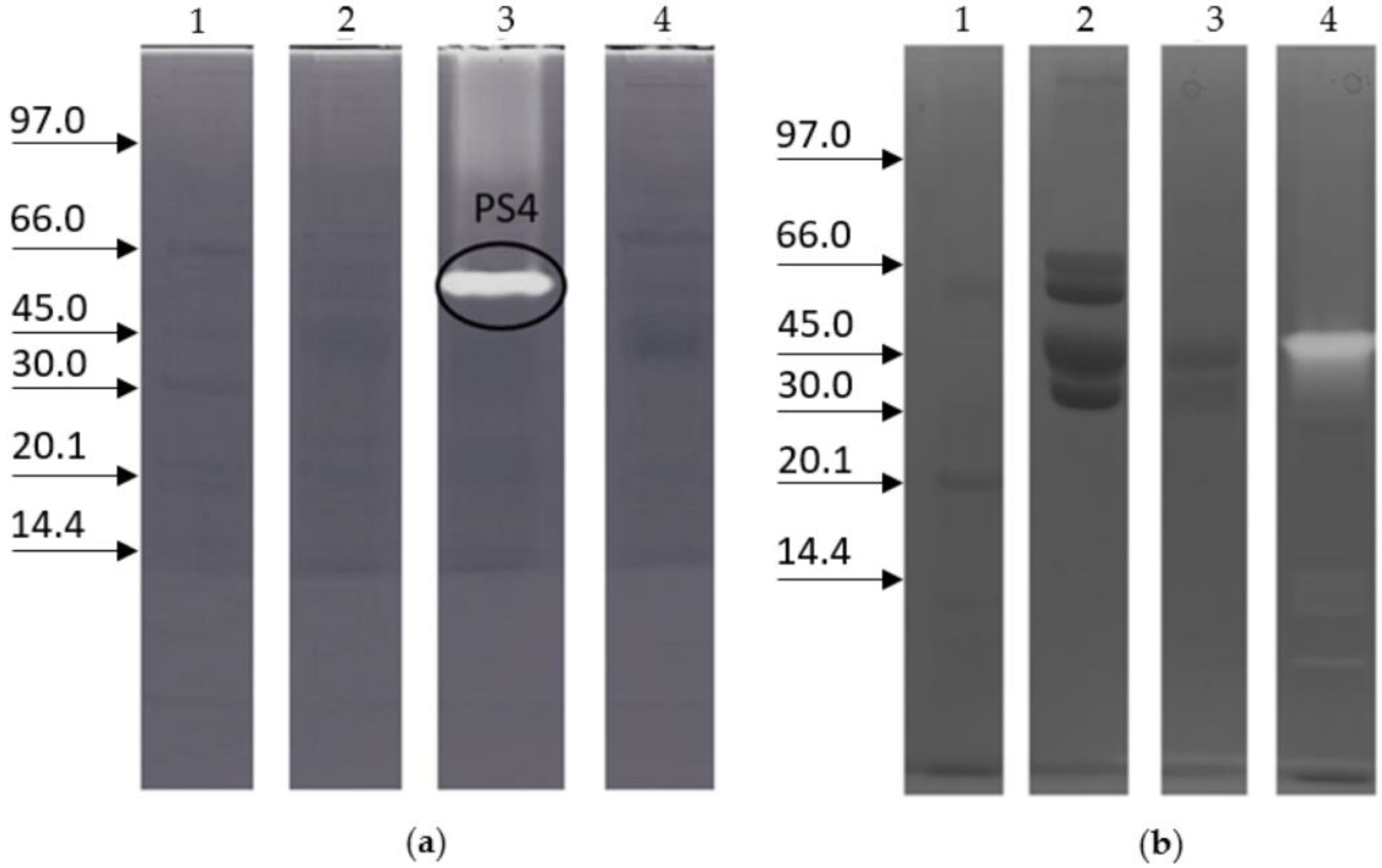 Ijms 23 15546 g001 Ijms 23 15546 g001