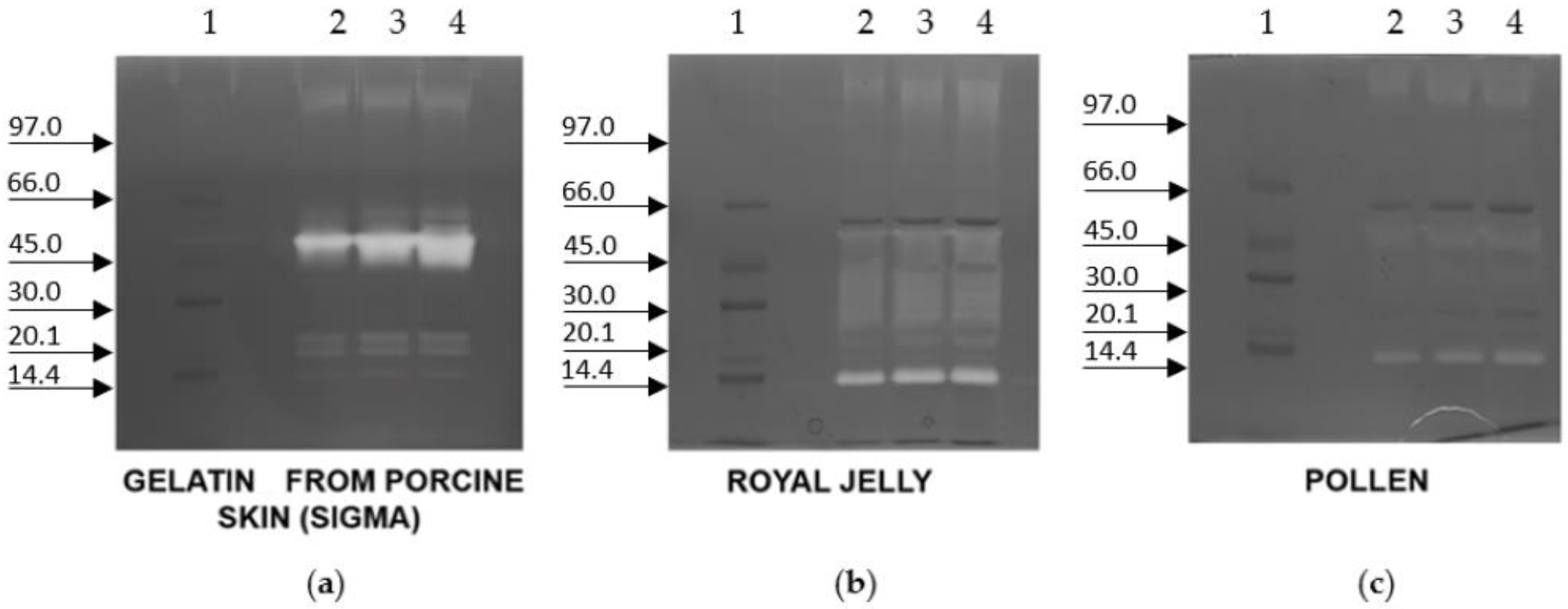 Ijms 23 15546 g004 Ijms 23 15546 g004