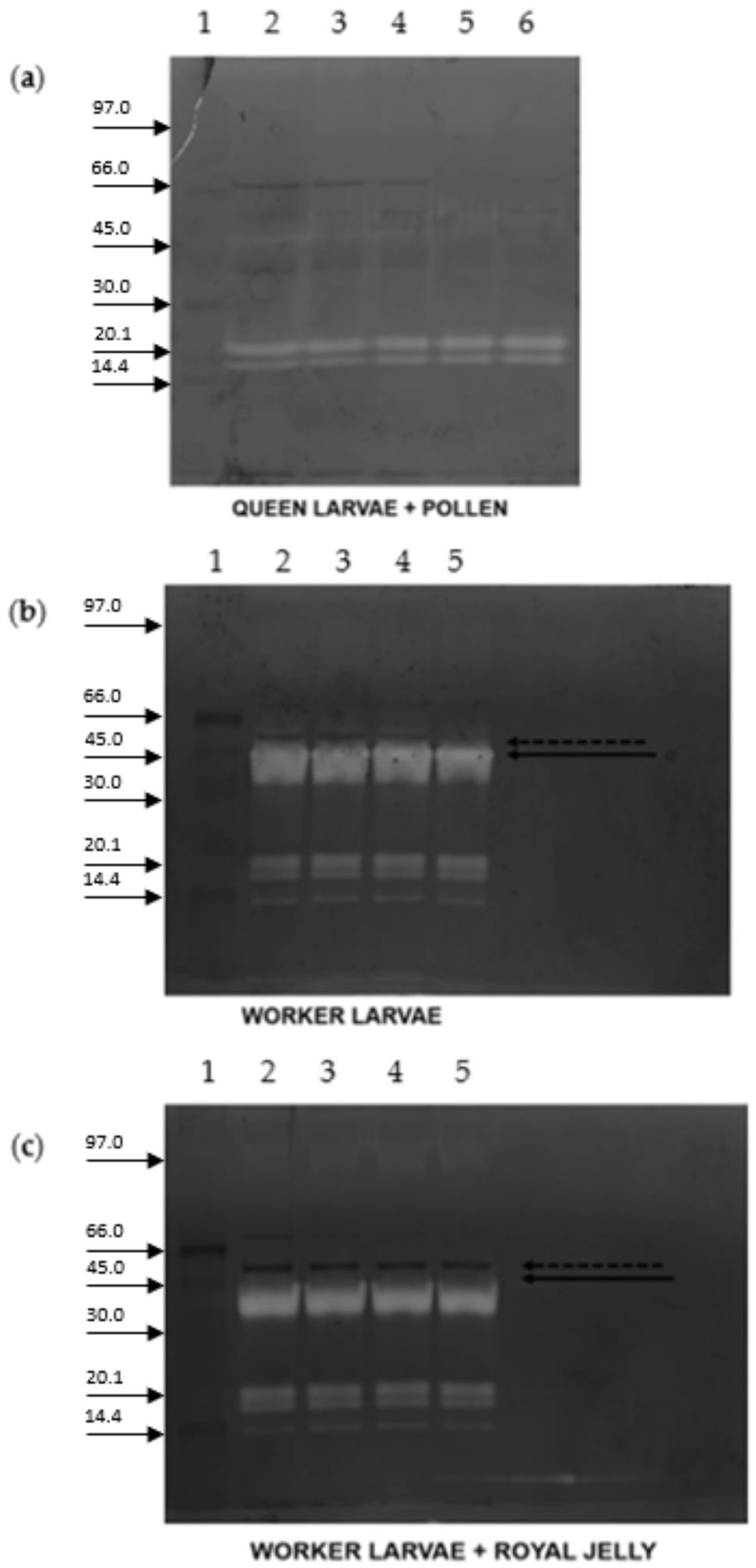 Ijms 23 15546 g005 Ijms 23 15546 g005