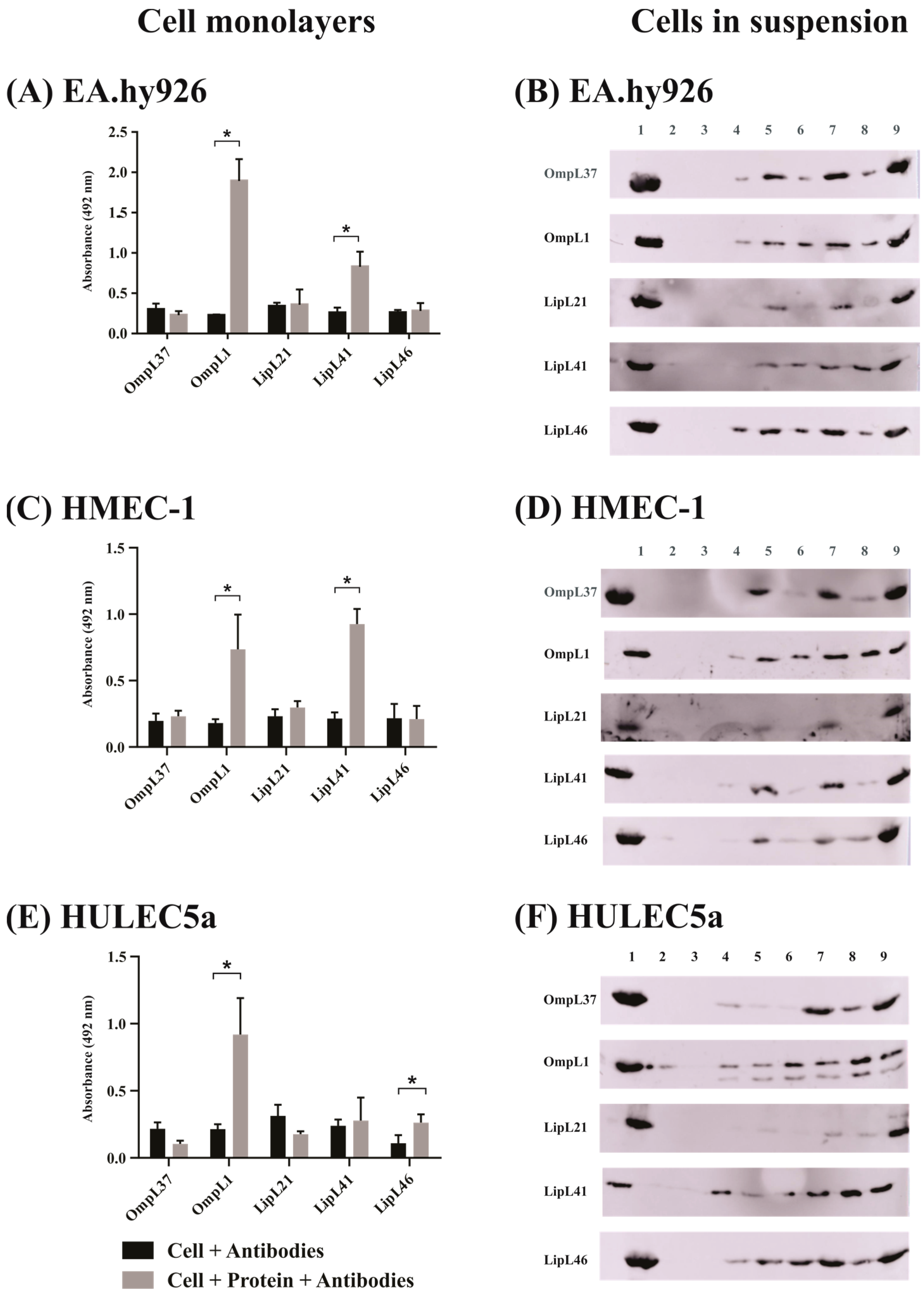 Ijms 23 15550 g002 Ijms 23 15550 g002