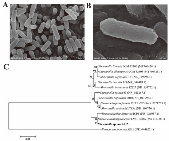 A Novel Ag@AgCl Nanoparticle Synthesized by Arctic Marine Bacterium ...