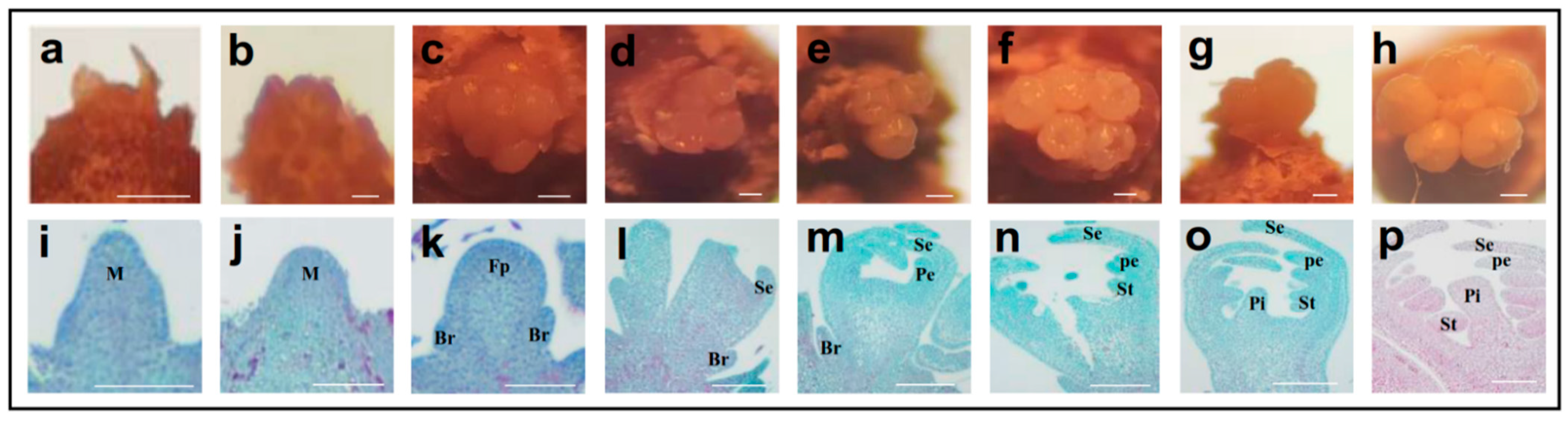 Ijms 23 15562 g001 Ijms 23 15562 g001