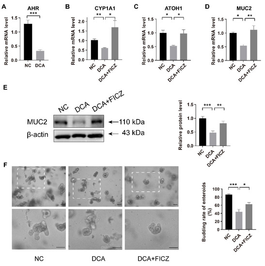 Intestinal Stem Cells Damaged by Deoxycholic Acid via AHR