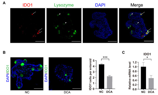 Intestinal Stem Cells Damaged by Deoxycholic Acid via AHR